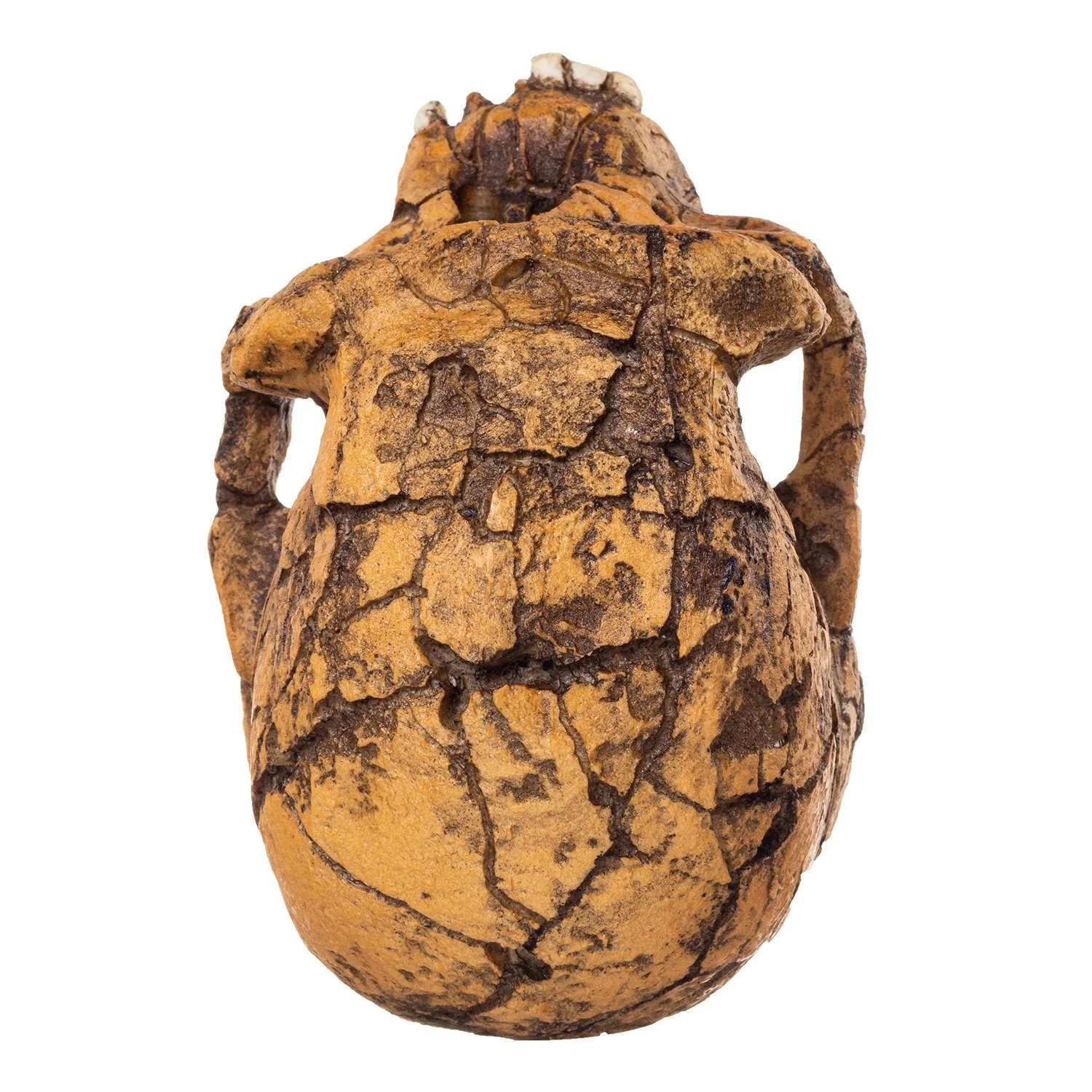 Replica KNM ER 1813 Skull - Image 7