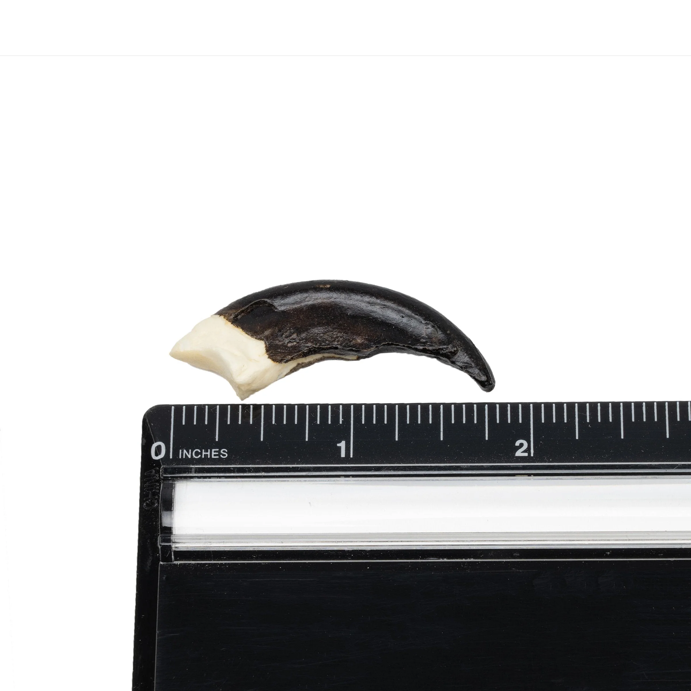 Replica Komodo Dragon Claw - Image 2
