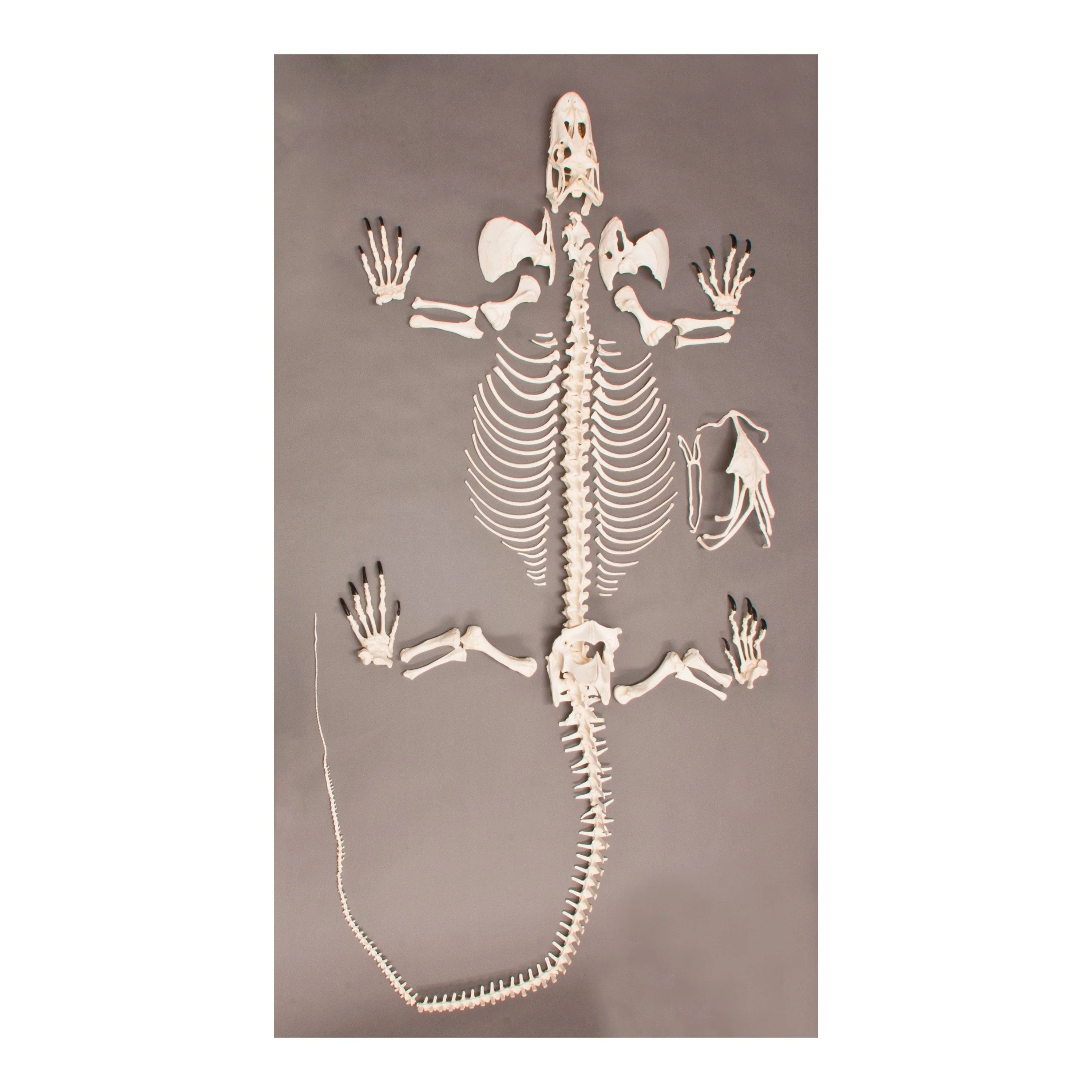 Replica Komodo Dragon Skeleton - Image 2