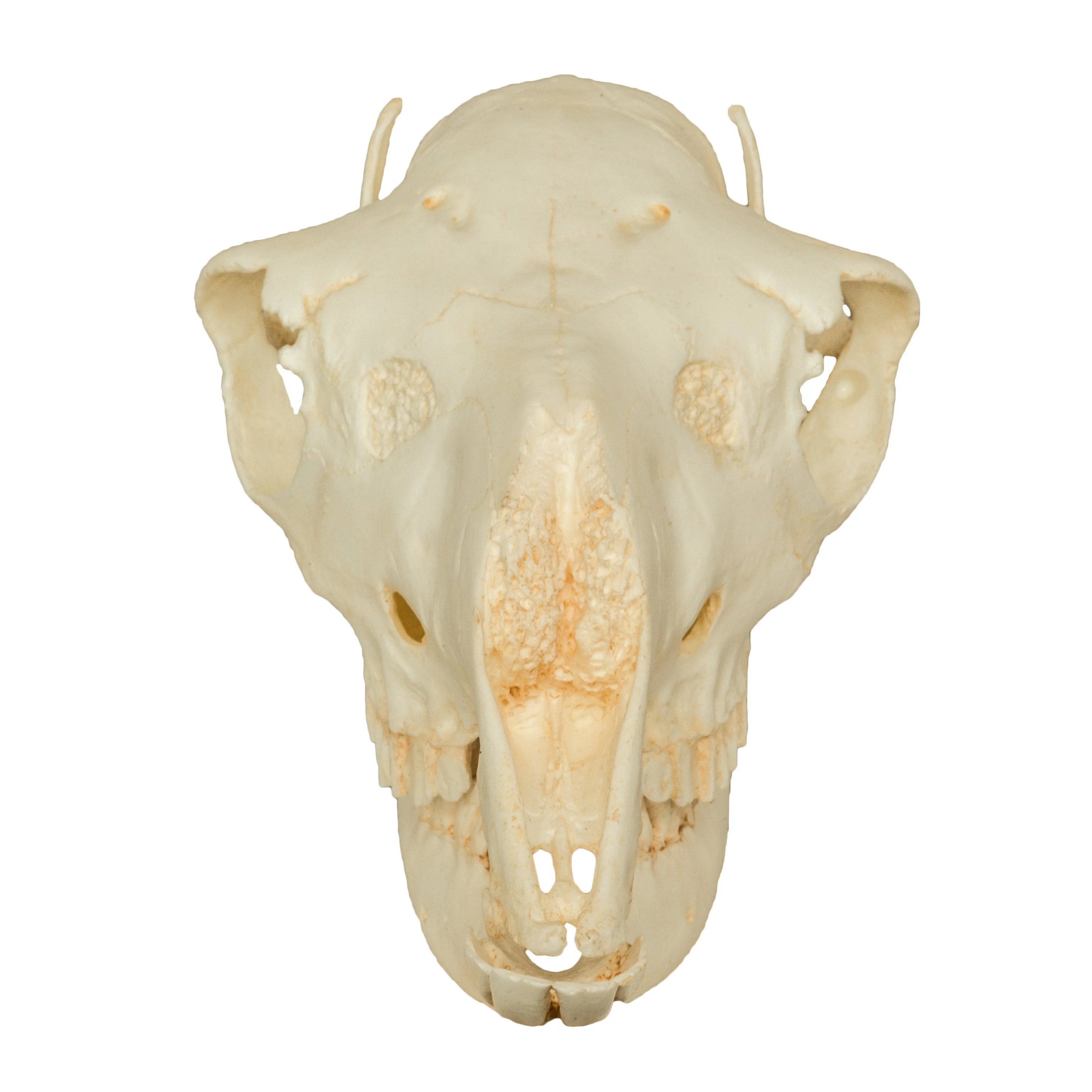 Replica Llama Skull - Image 3