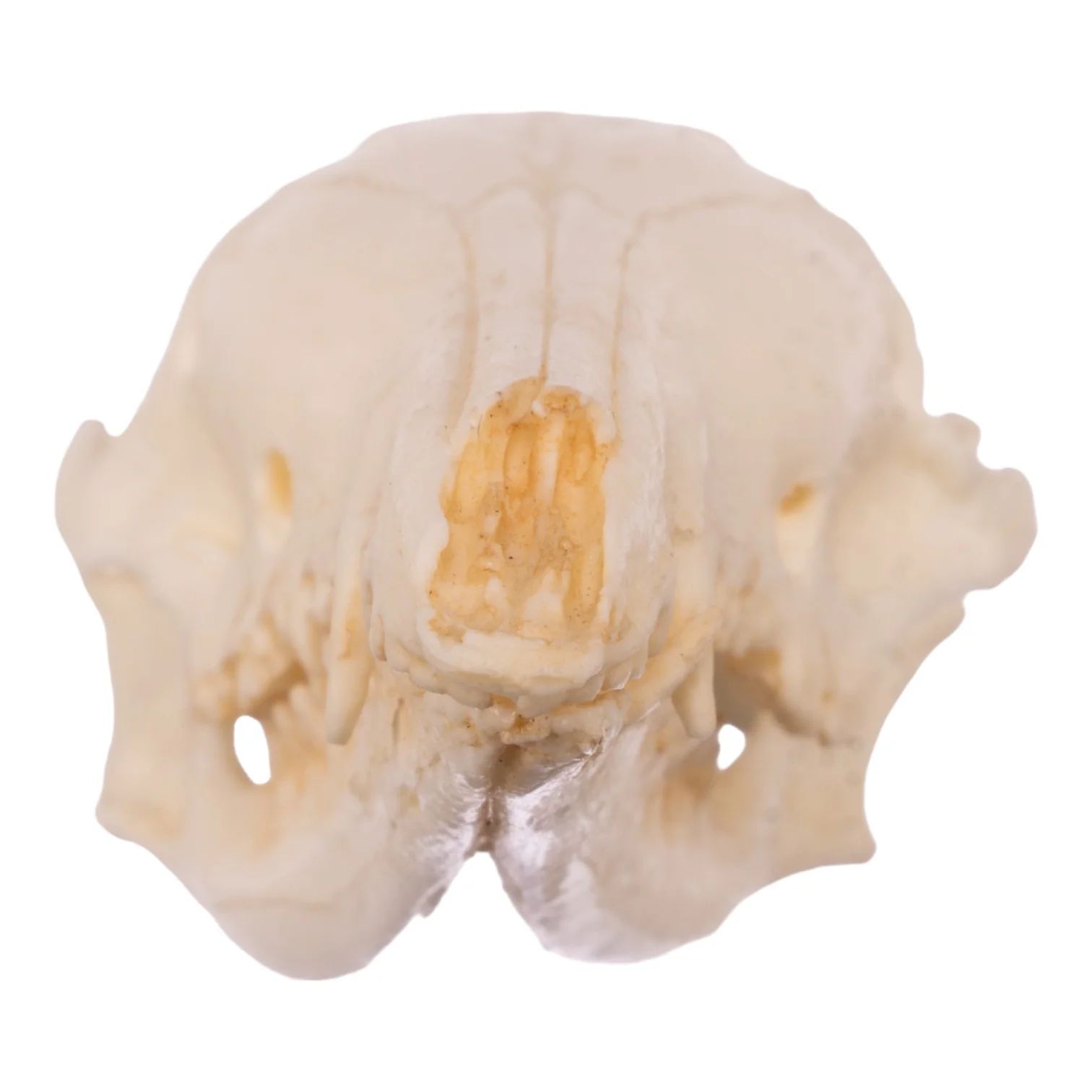 Replica Long-nosed Bandicoot Skull - Image 3