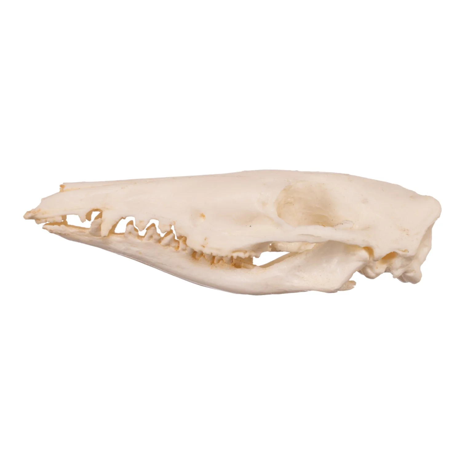 Replica Long-nosed Bandicoot Skull - Image 4