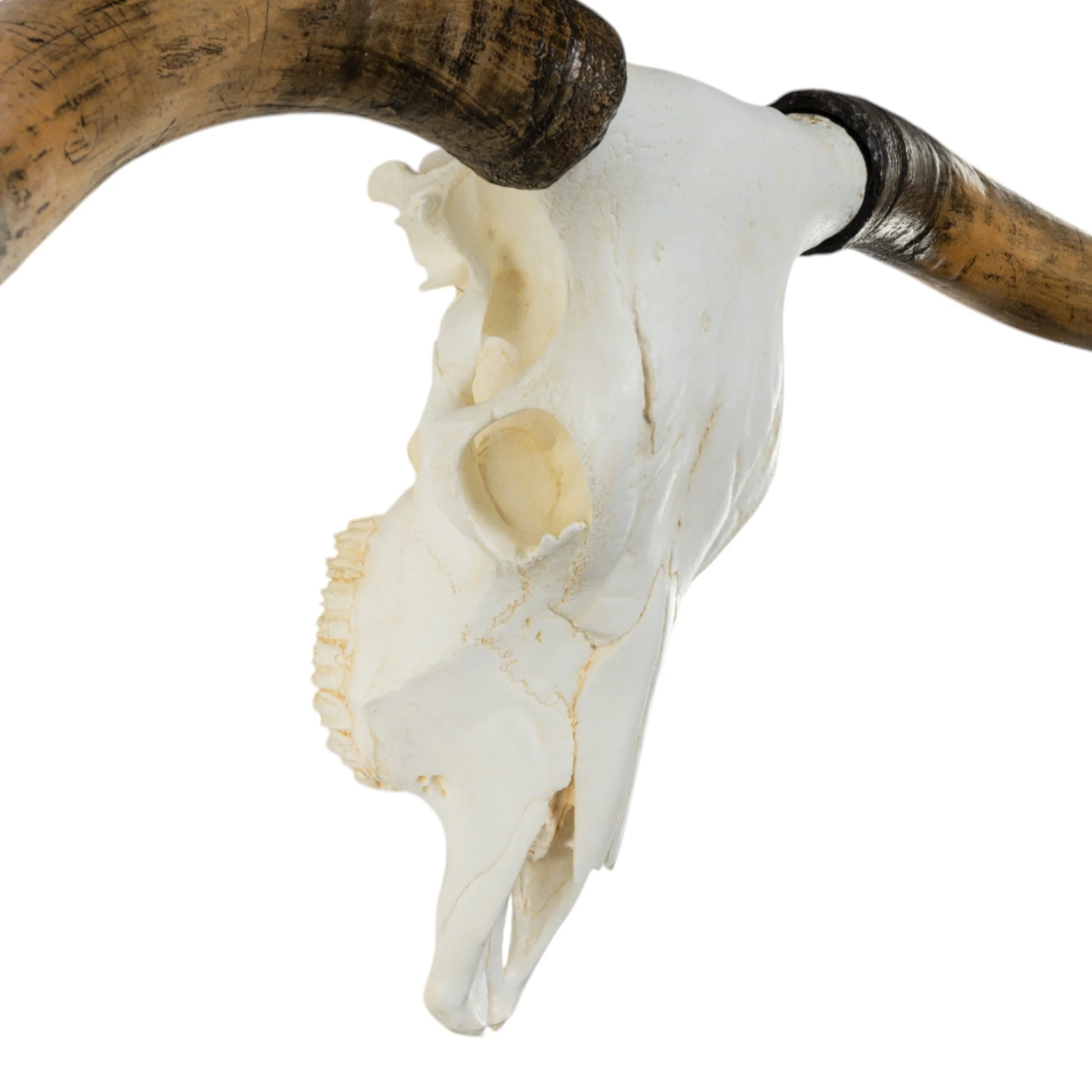 Replica Longhorn Skull - Image 2