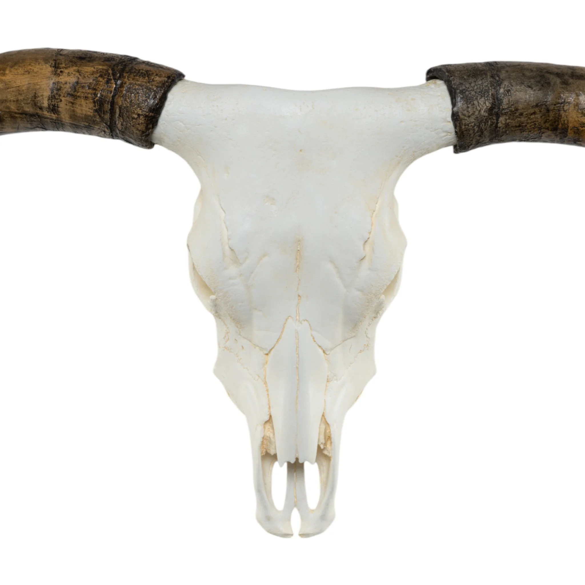 Replica Longhorn Skull - Image 3