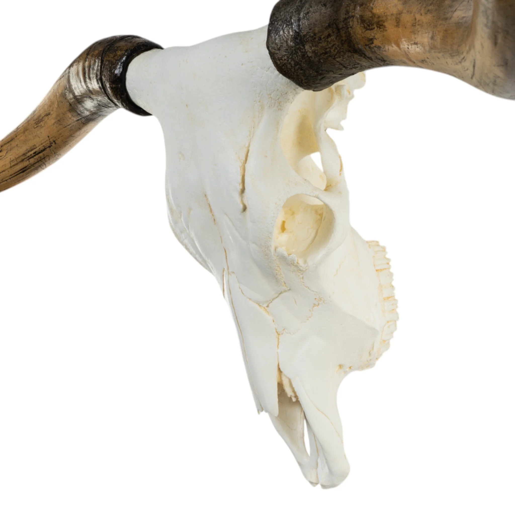 Replica Longhorn Skull - Image 4