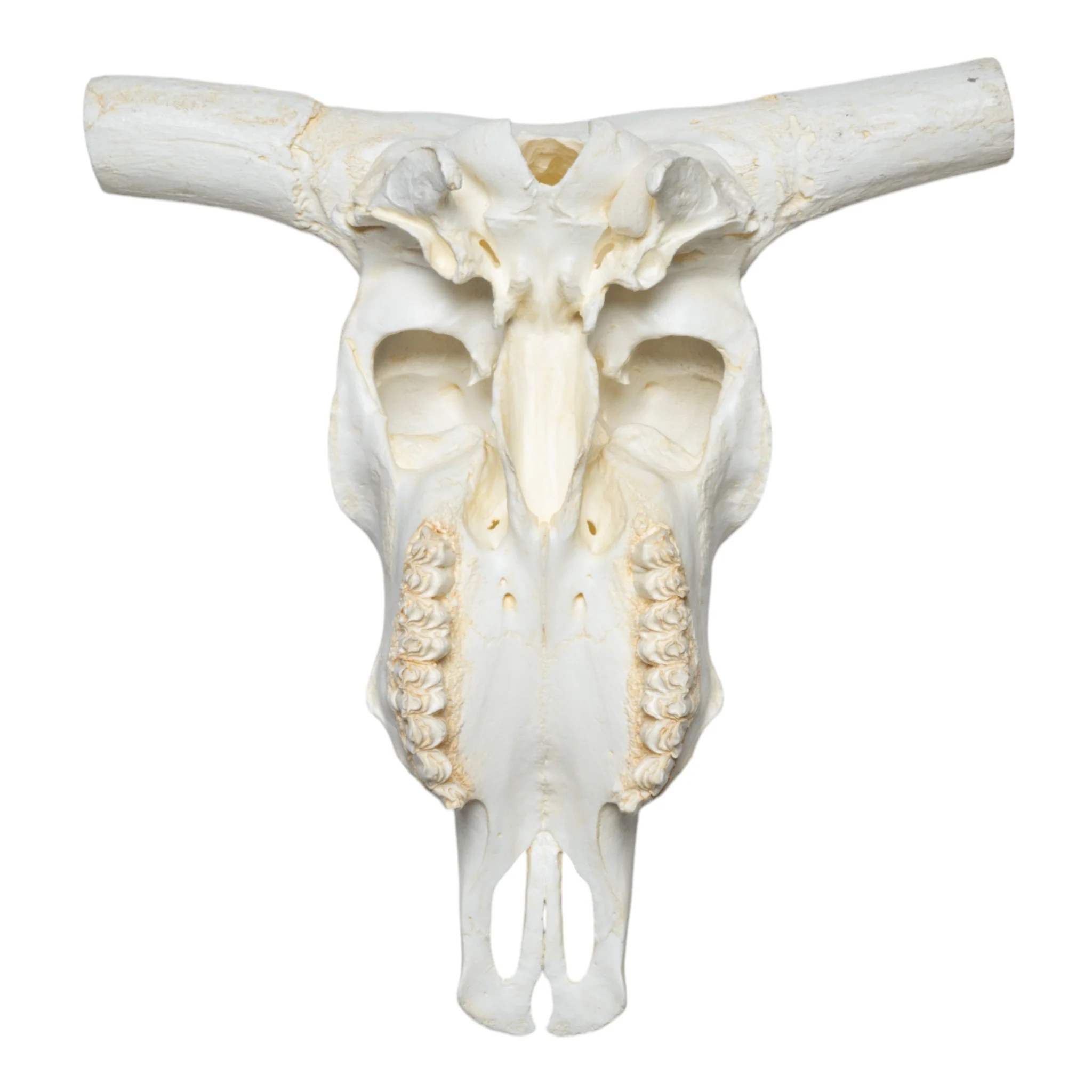 Replica Longhorn Skull - Image 7