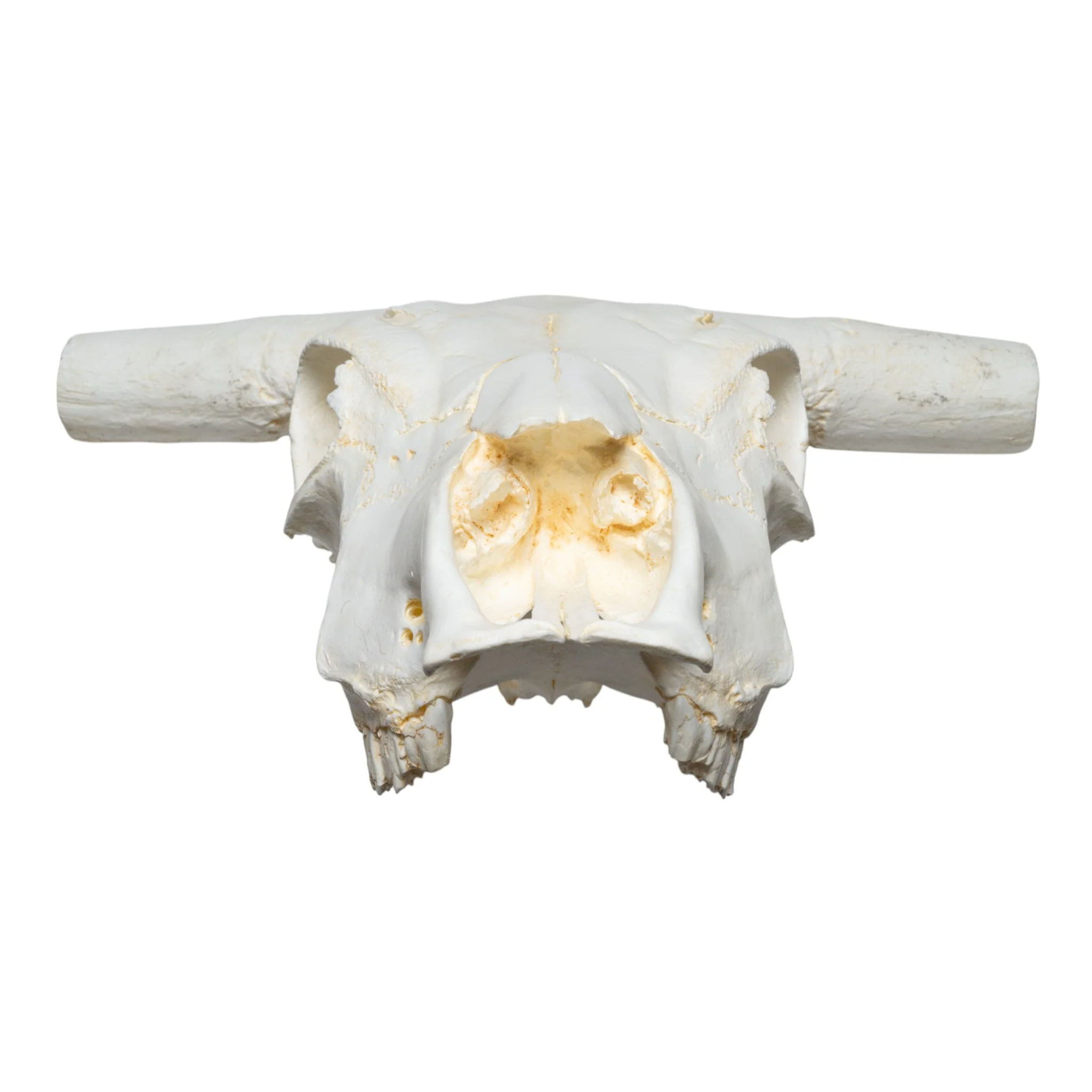 Replica Longhorn Skull - Image 8