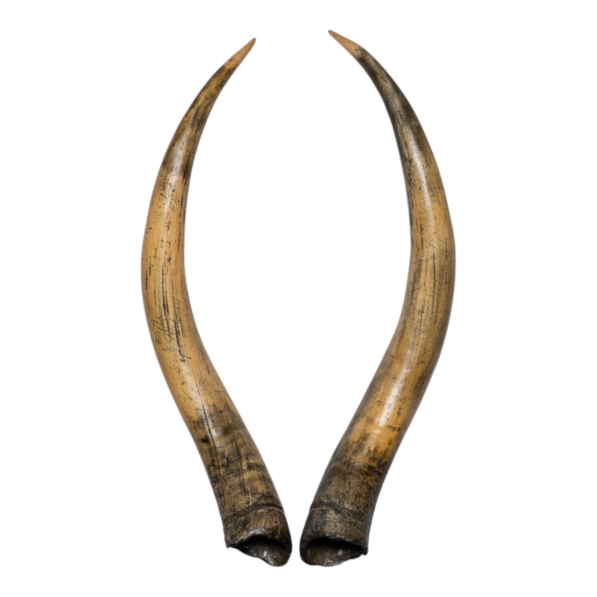 Replica Longhorn Skull - Image 9