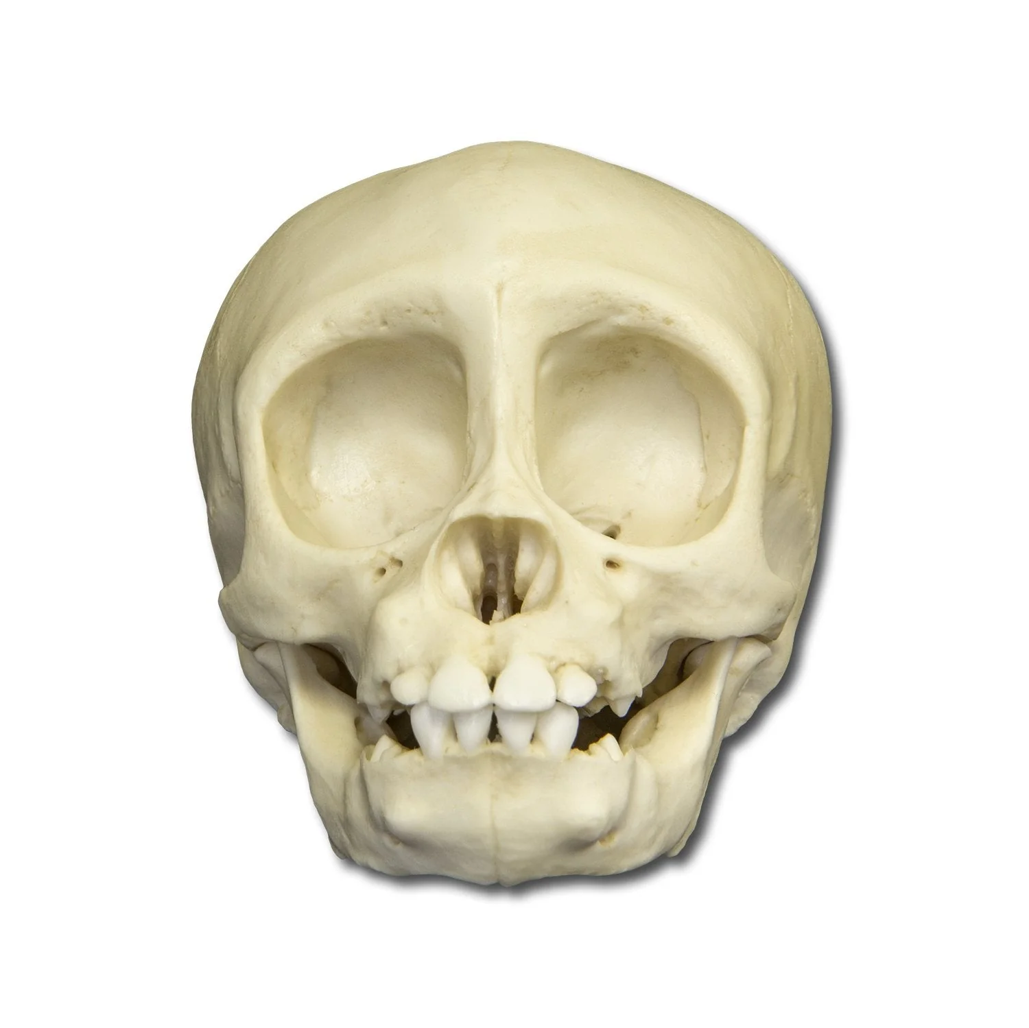 Replica Infant Lowland Gorilla Skull- 6 Months Old - Image 3