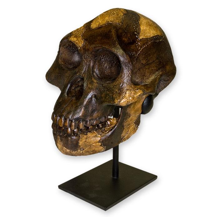 Replica Lucy Skull - Image 2