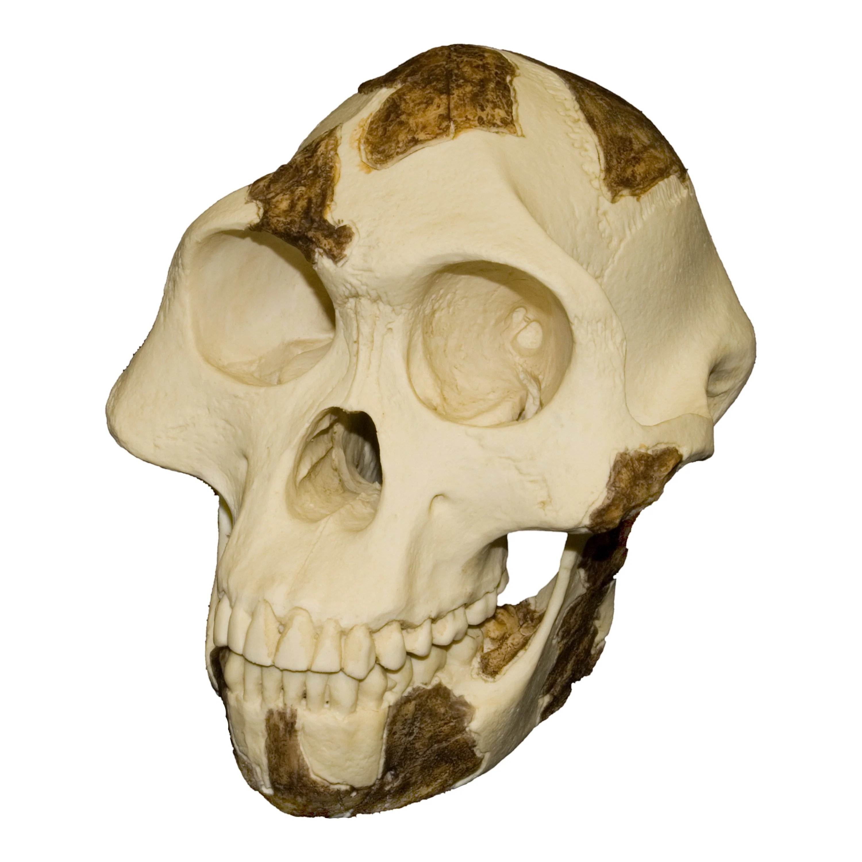 Replica Lucy Skull - Image 3