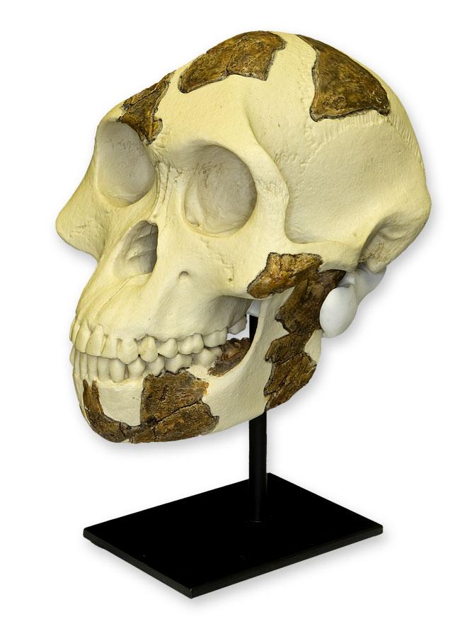 Replica Lucy Skull - Image 4