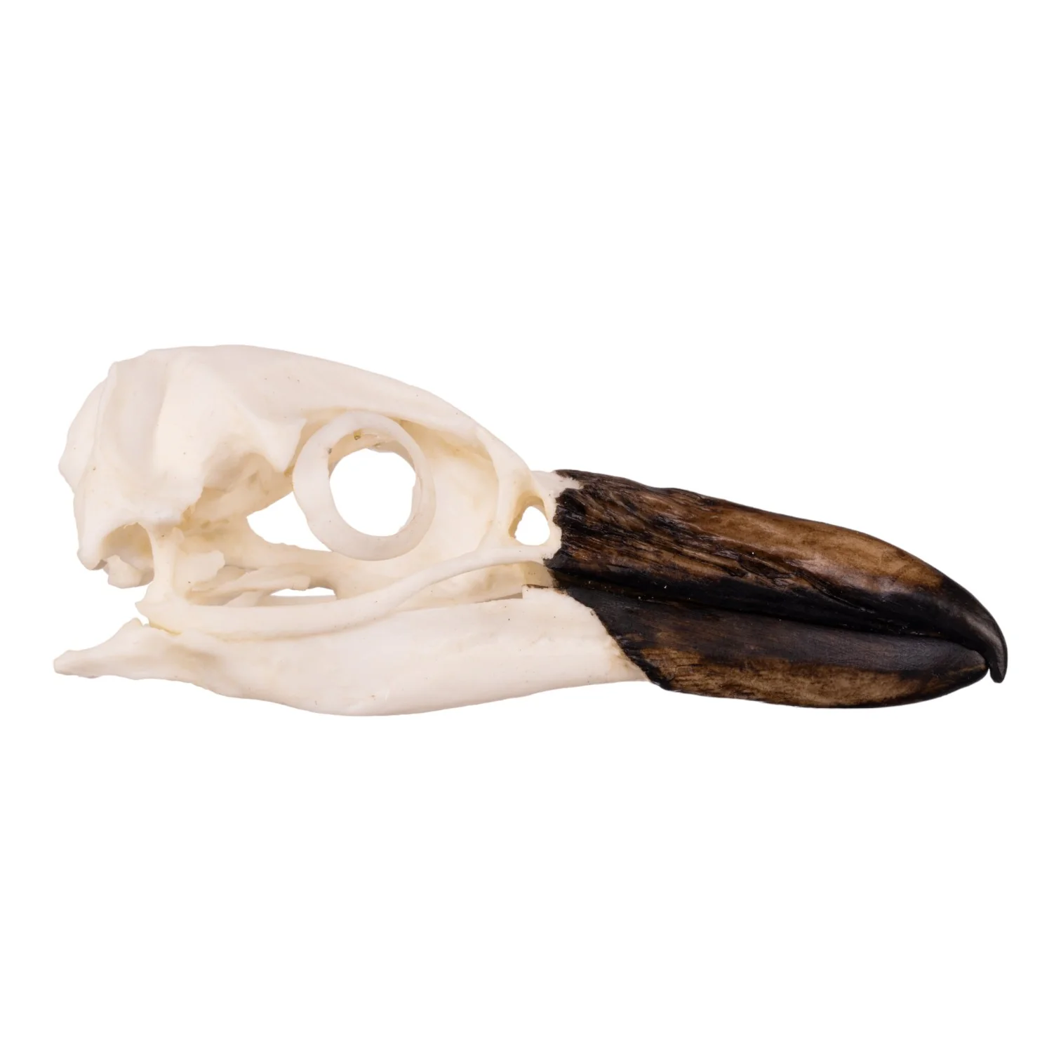 Replica Magellanic Penguin Skull - Image 2