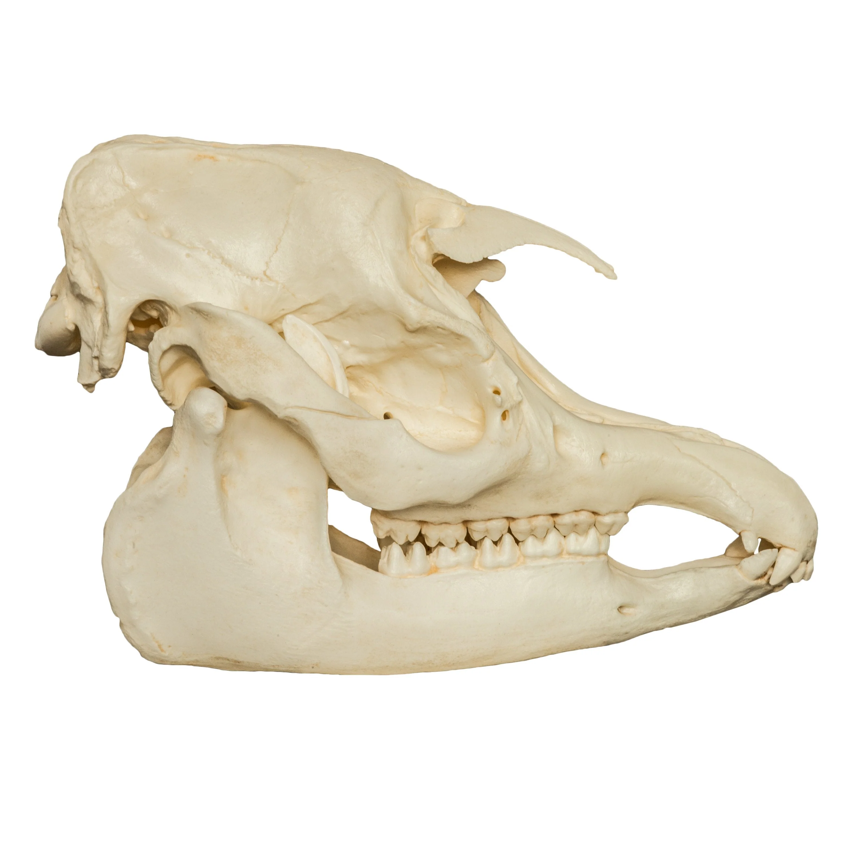 Replica Malayan Tapir Skull - Image 2