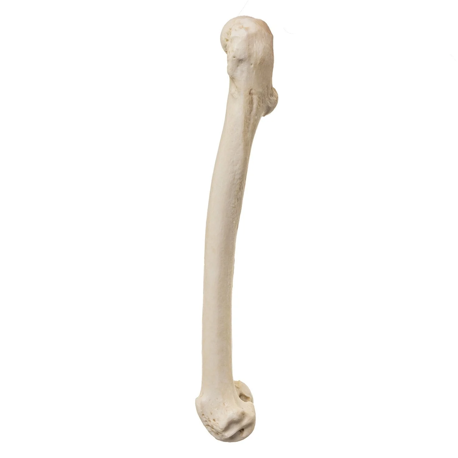 Replica Male Chimpanzee Pelvis and Femur - Image 9