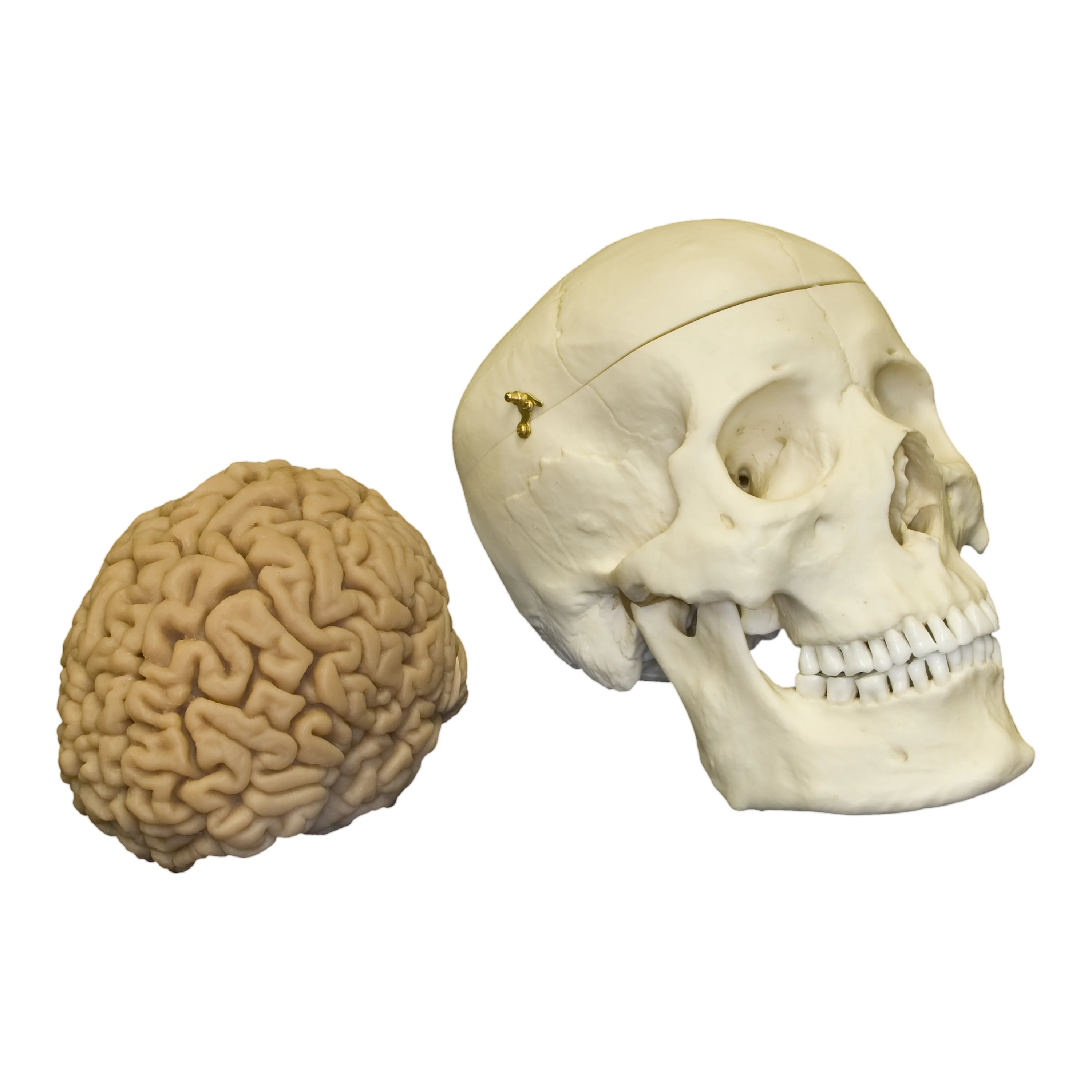 Replica Human Skull with Brain and Stand - Asian Male - Image 3