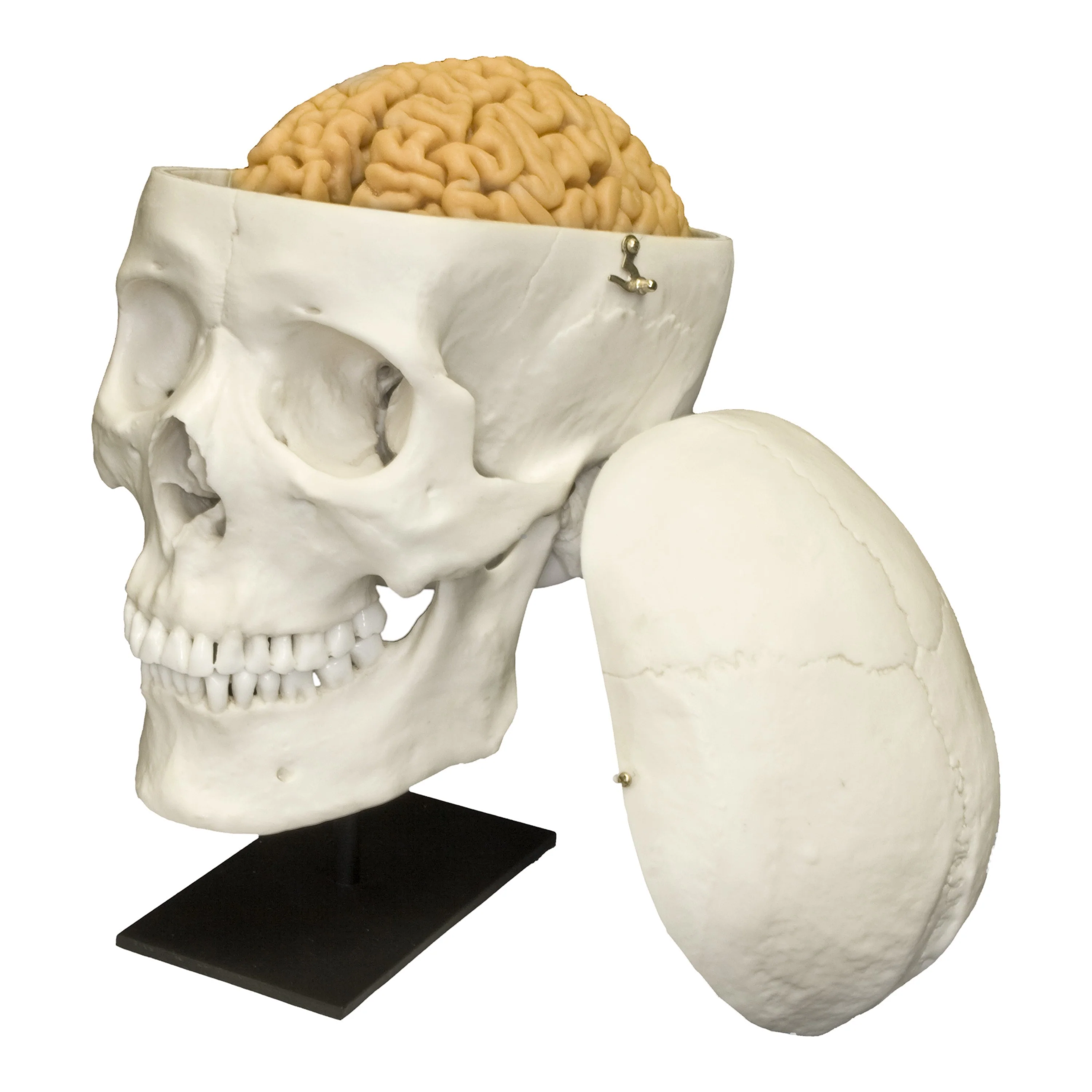 Replica Human Skull with Brain and Stand - Asian Male - Image 4