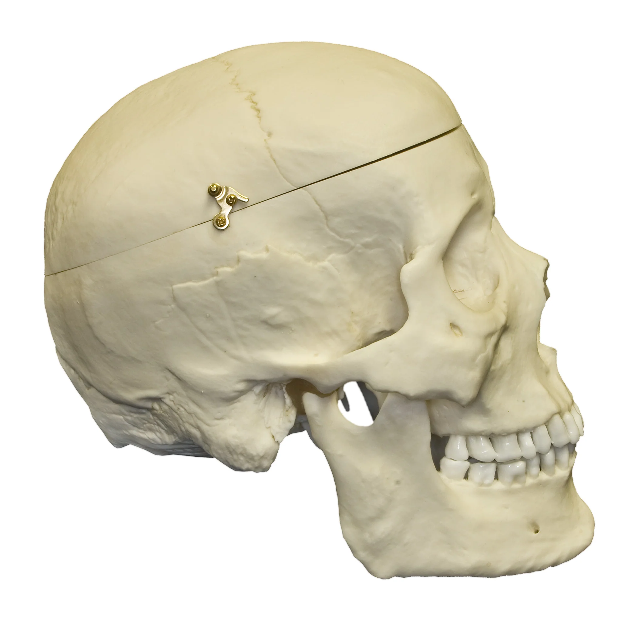 Replica Human Skull with Brain and Stand - Asian Male - Image 5