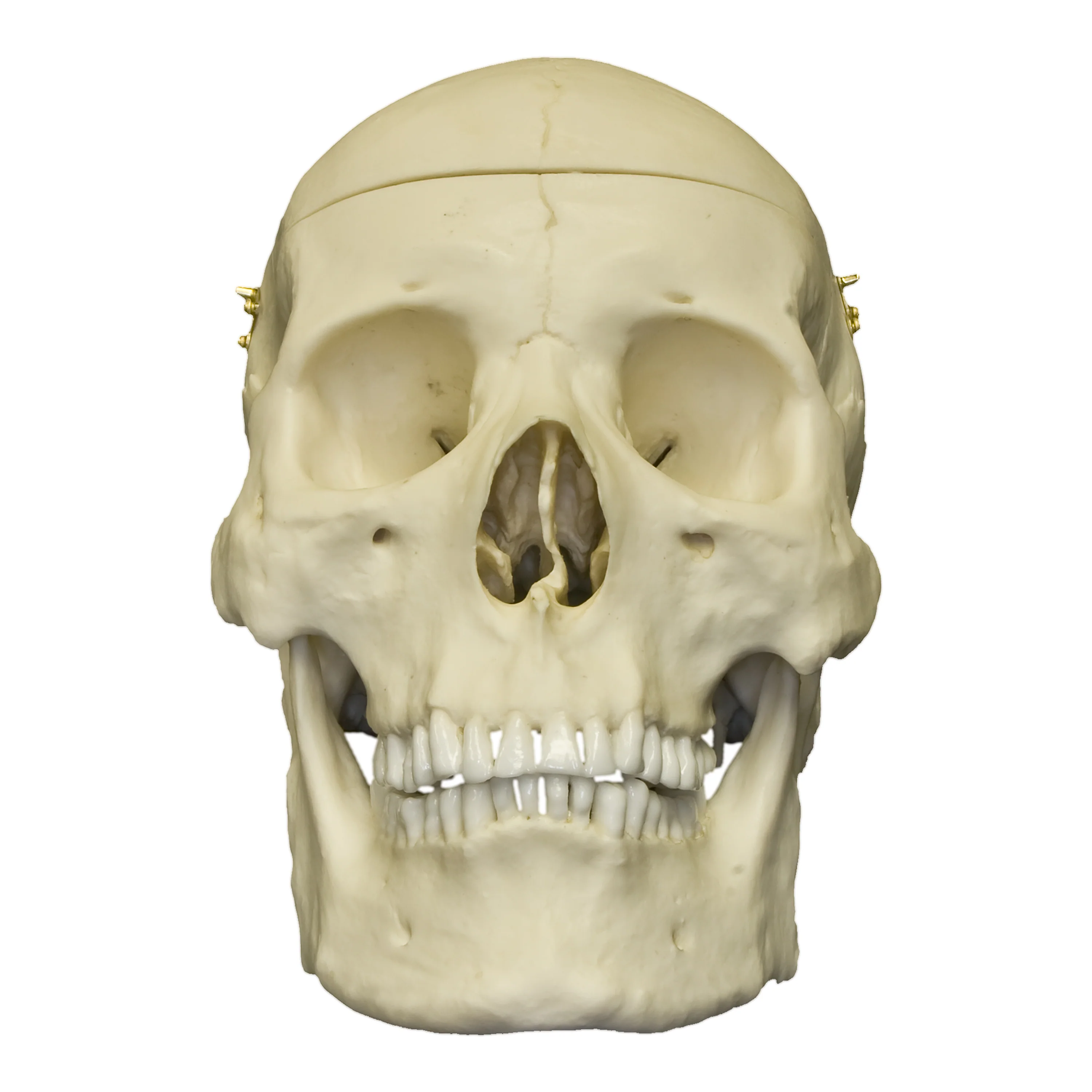 Replica Human Skull with Brain and Stand - Asian Male - Image 6