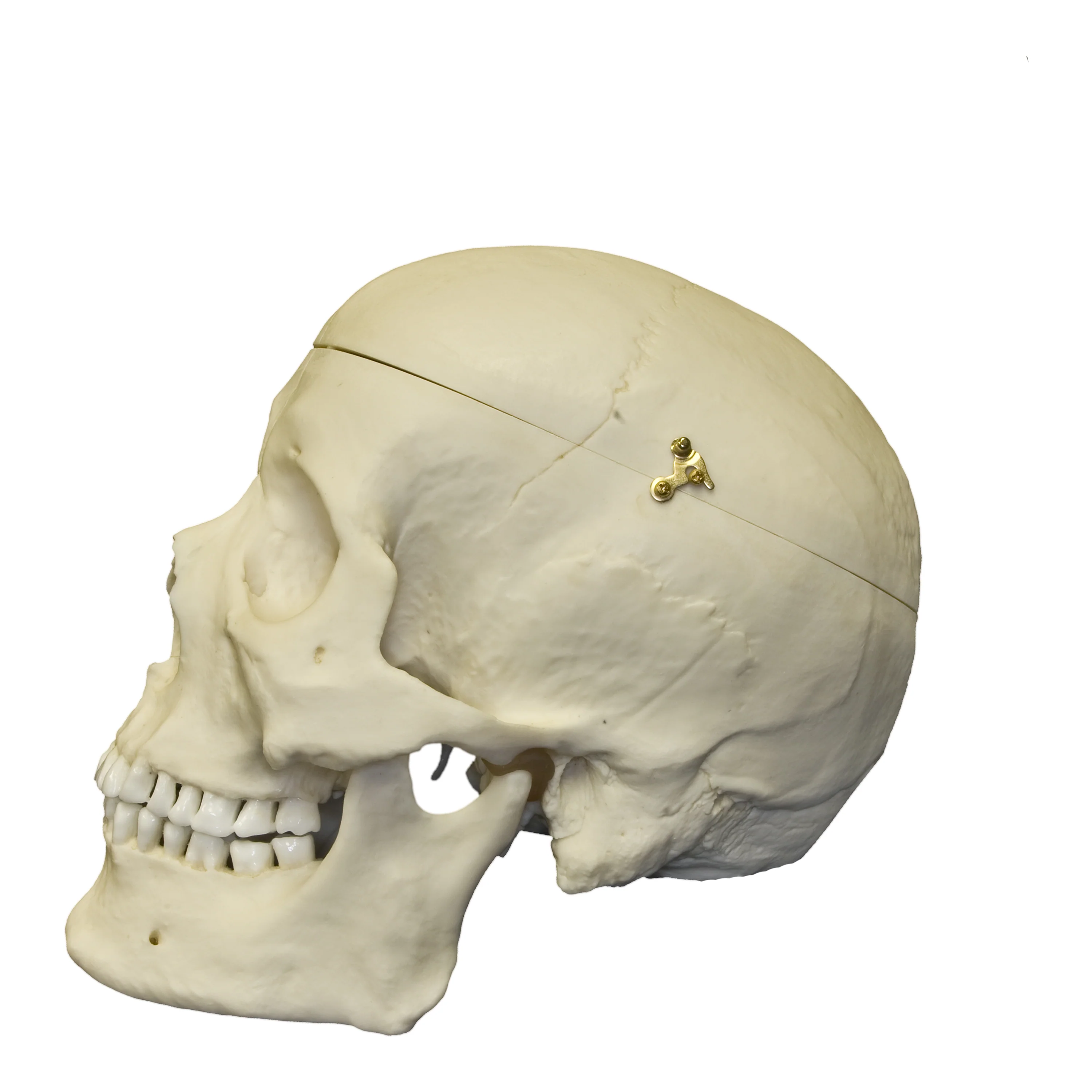 Replica Human Skull with Brain and Stand - Asian Male - Image 8