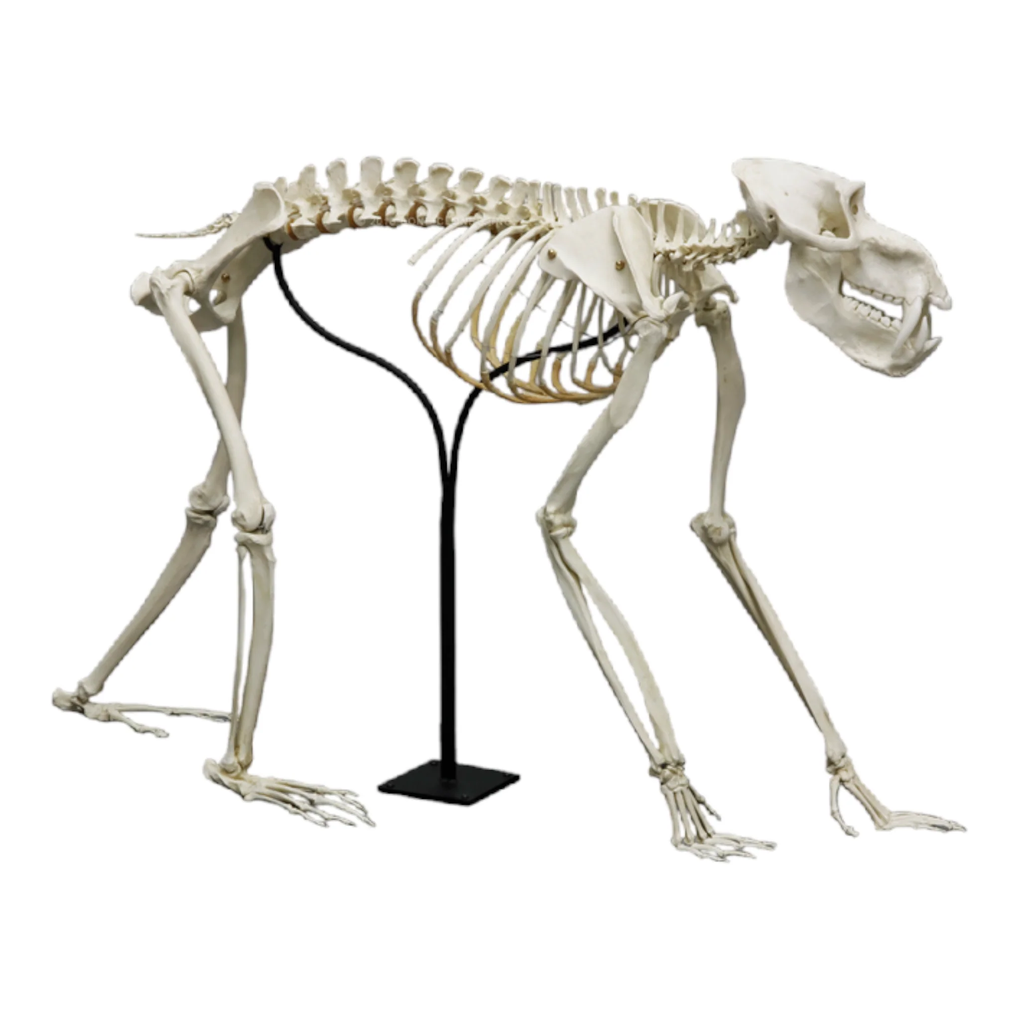 Replica Mandrill Baboon Skeleton - Image 2