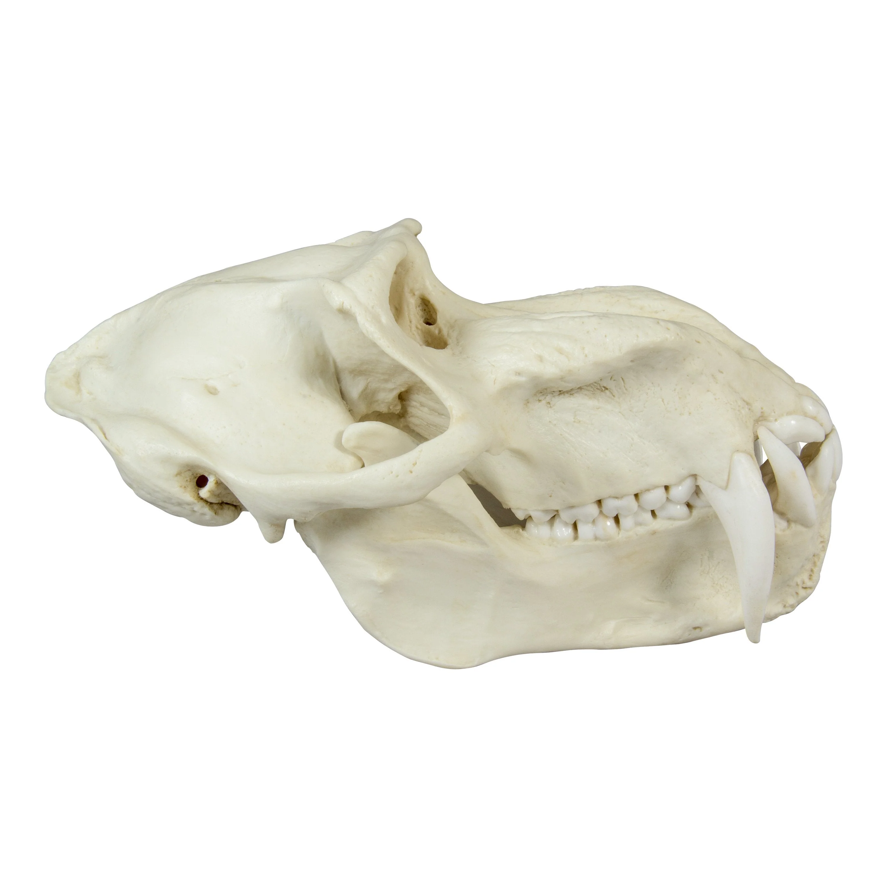 Replica Mandrill Baboon Skull - Image 3