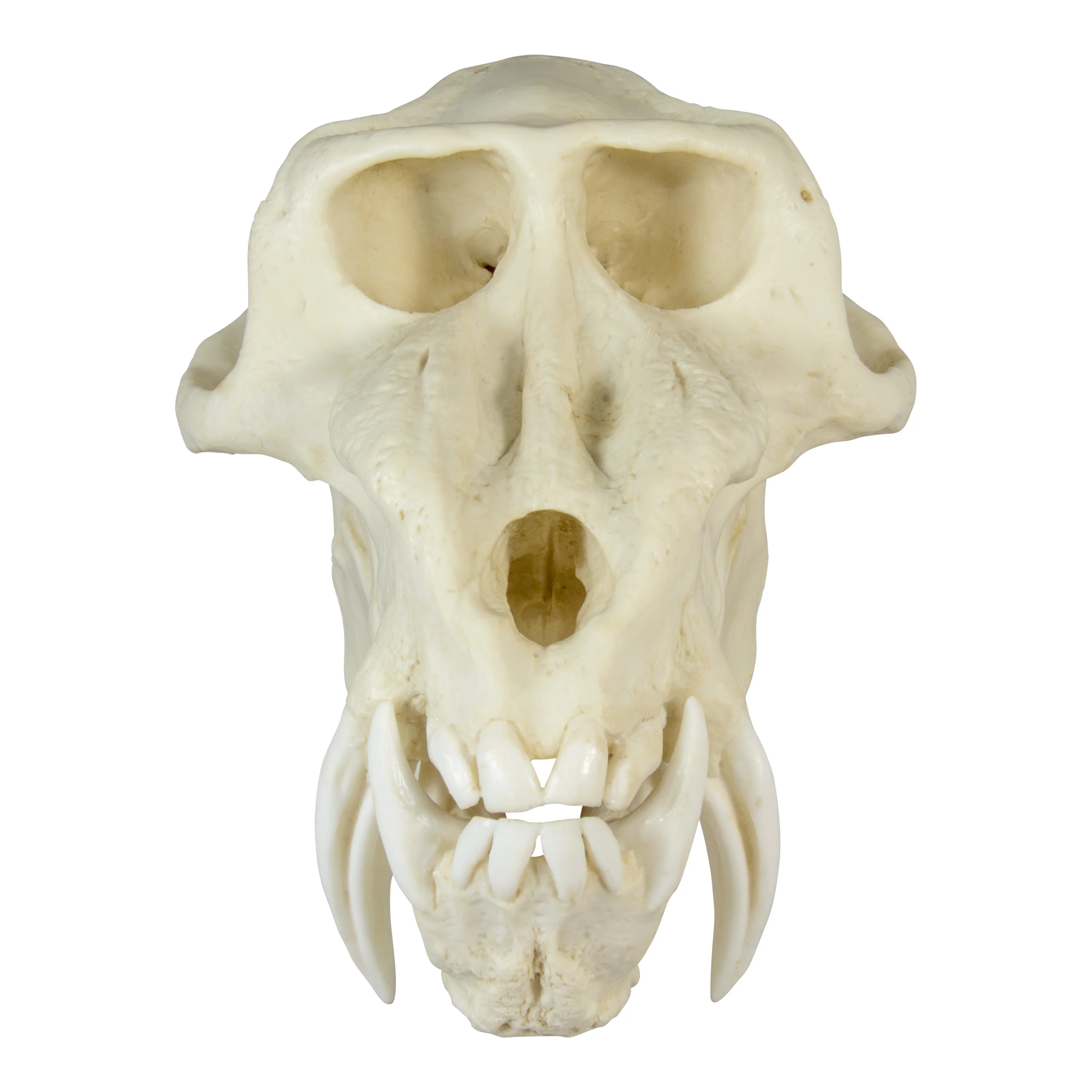 Replica Mandrill Baboon Skull - Image 4
