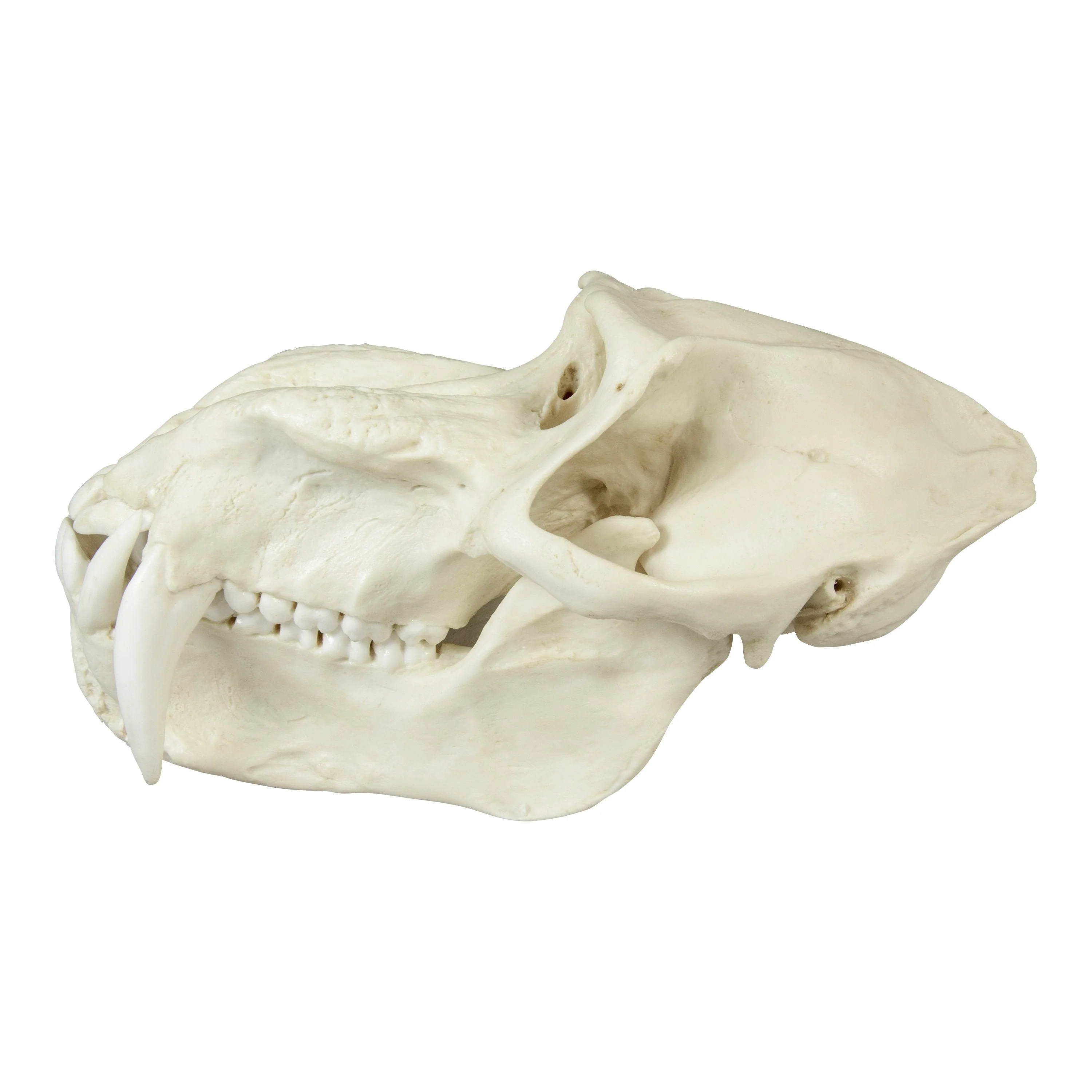 Replica Mandrill Baboon Skull - Image 5