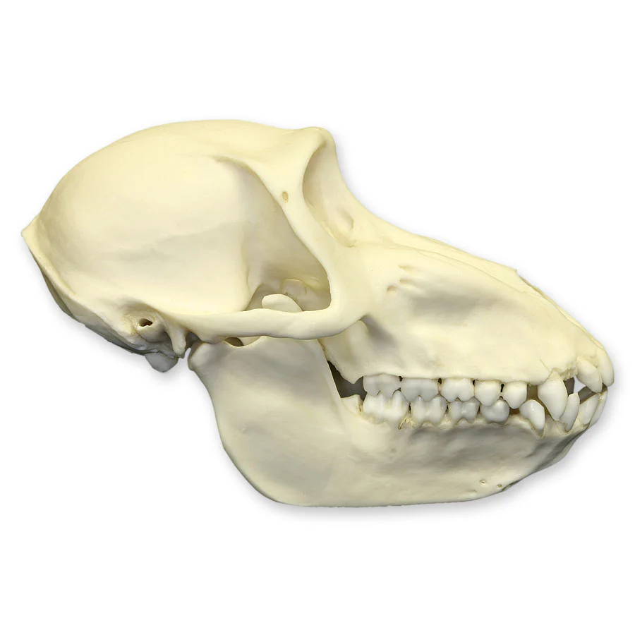 Replica Mandrill Baboon Skull - Female - Image 2