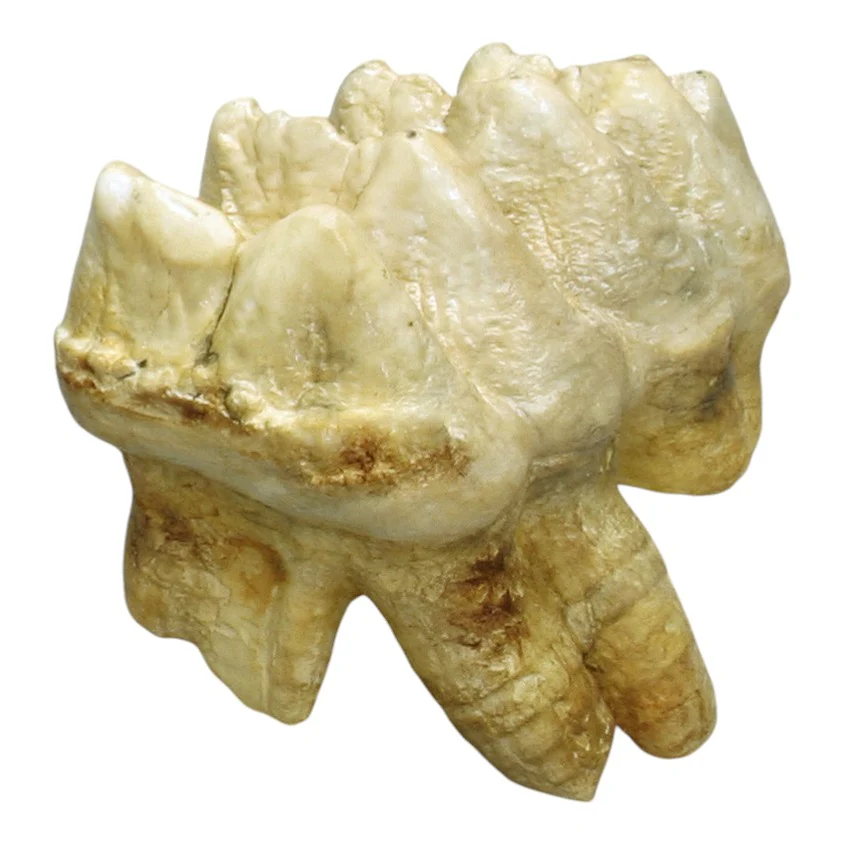 Replica Mastodon Molar