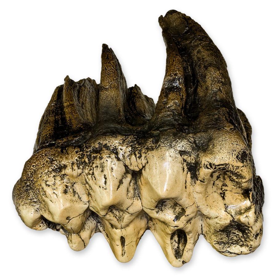 Replica Mastodon Tooth - Image 4