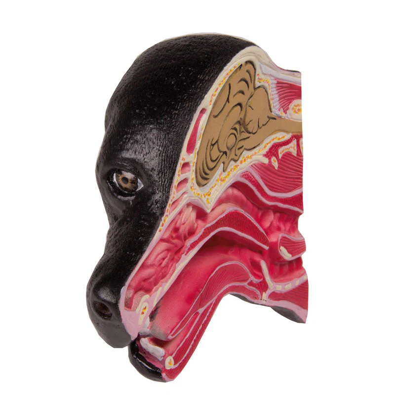 Replica Canine Head - Median Section - Image 2