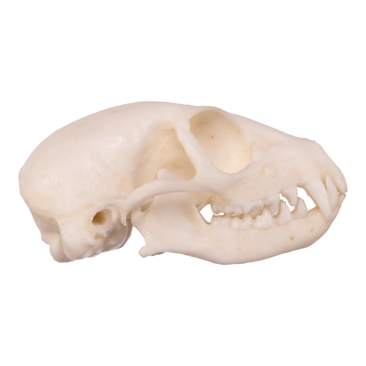 Replica Meerkat Skull - Image 2