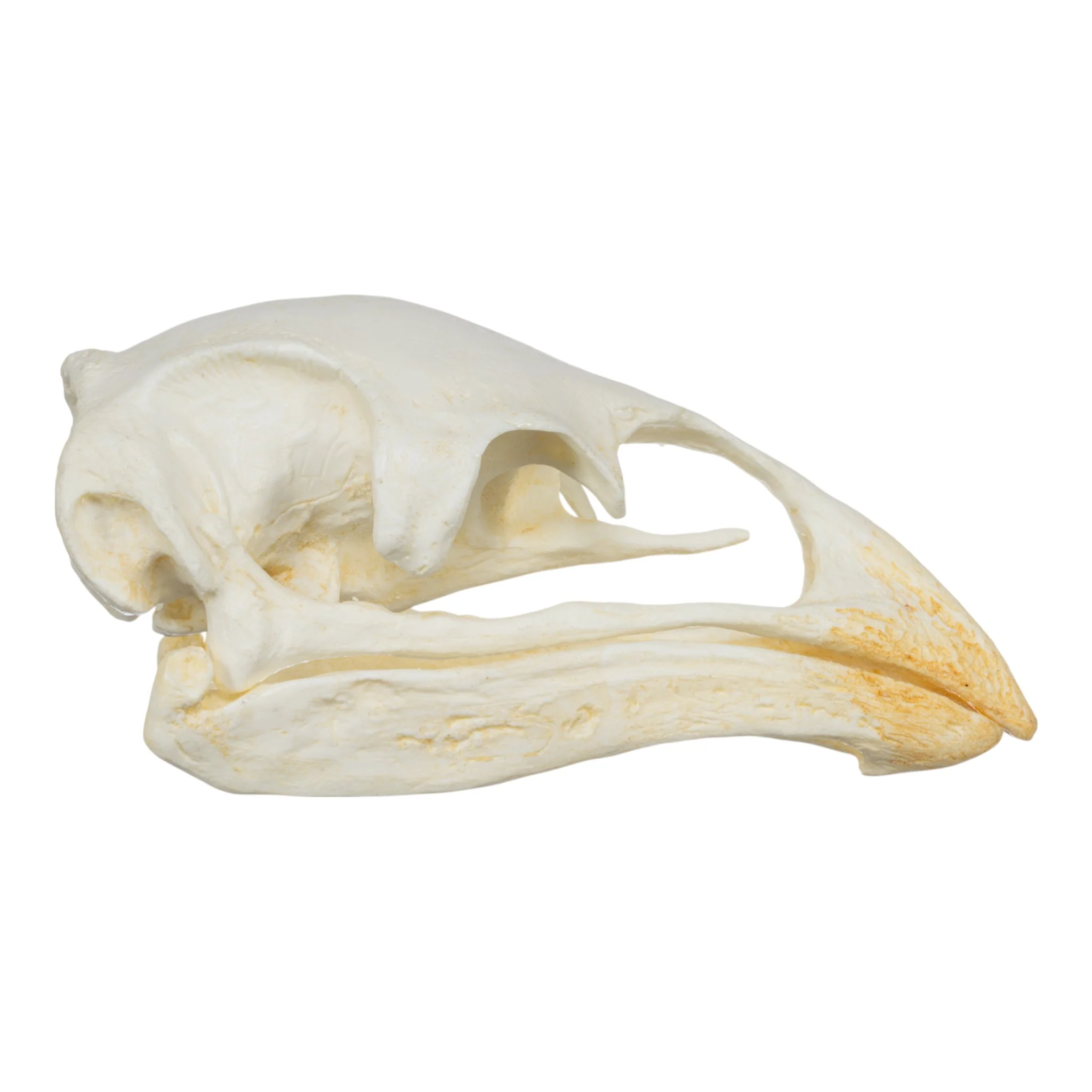 Replica Moa Skull - Image 2