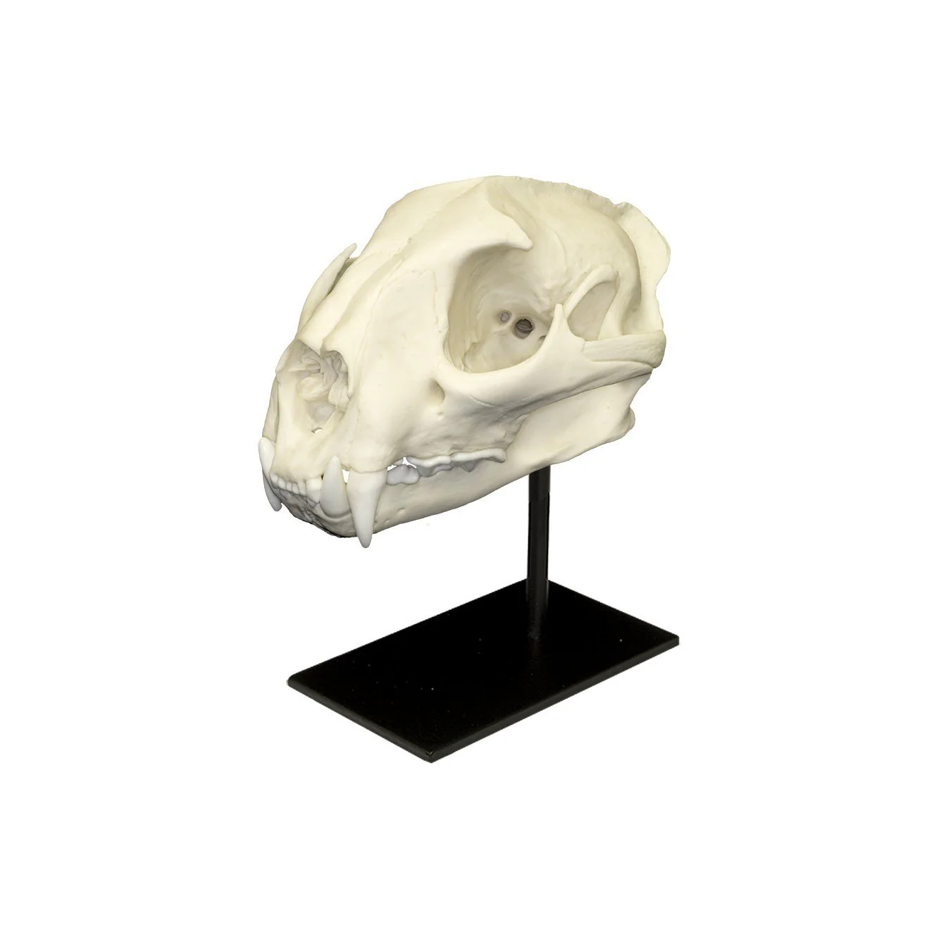 Replica Mountain Lion Skull - Male - Image 2
