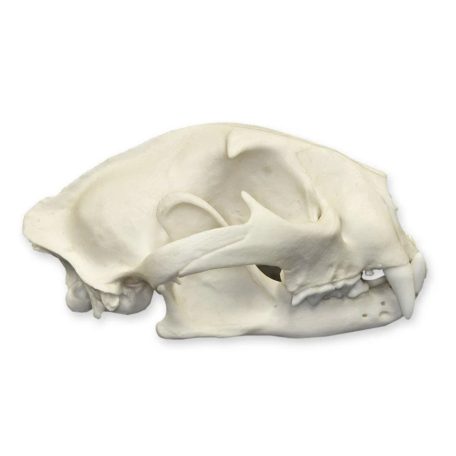 Replica Mountain Lion Skull - Male - Image 3