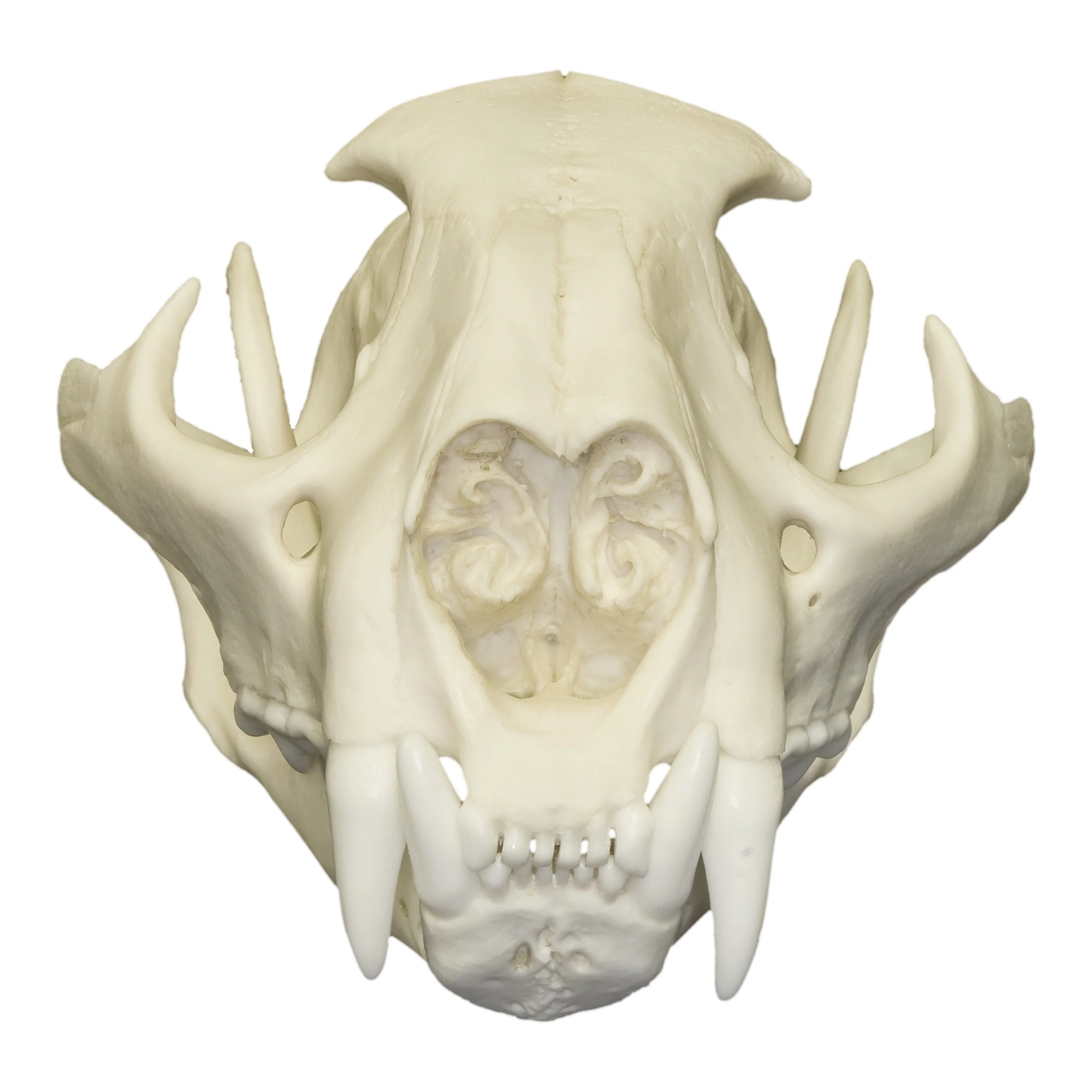 Replica Mountain Lion Skull - Male - Image 4