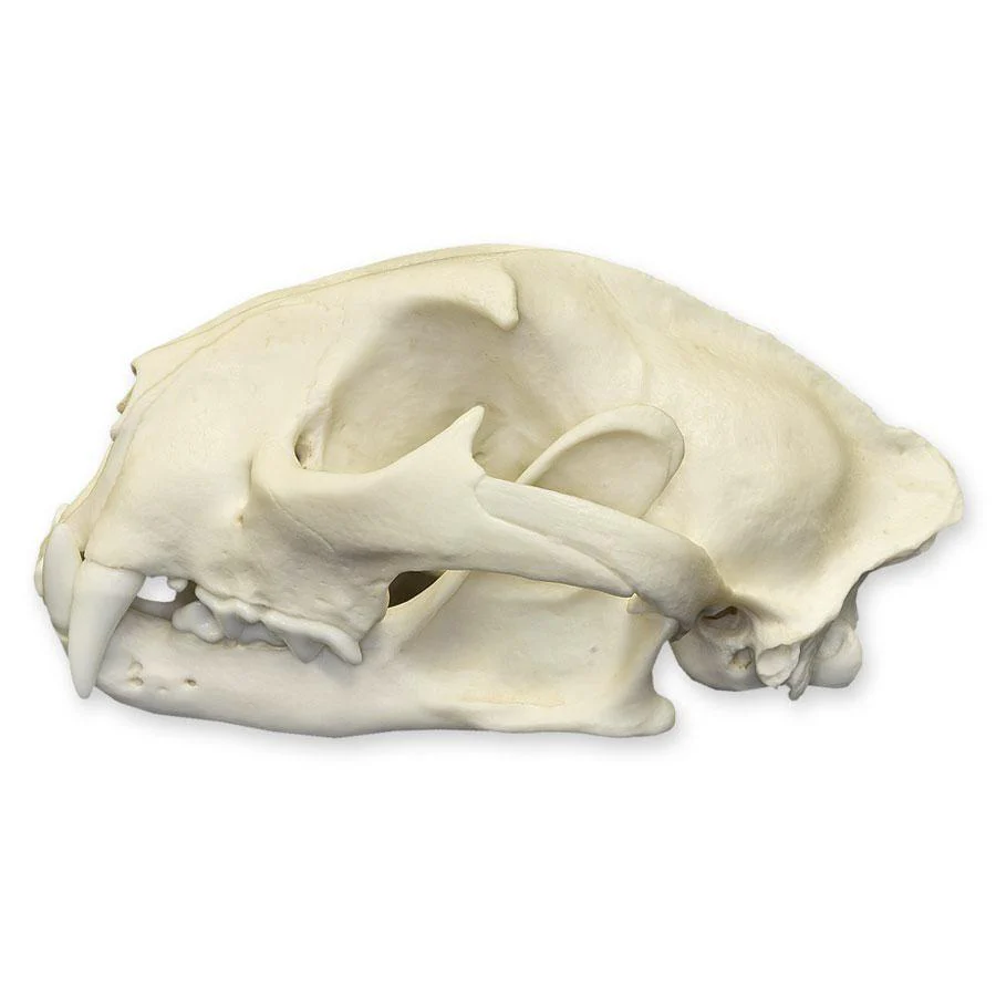 Replica Mountain Lion Skull - Male - Image 5