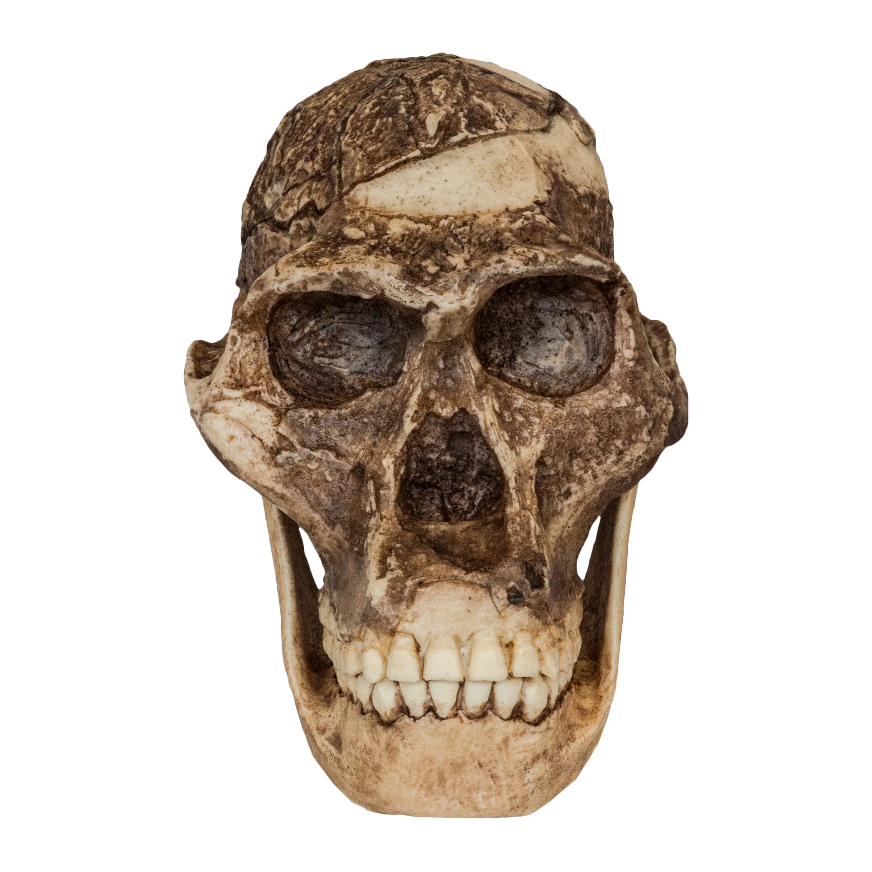Replica Mrs. Ples STS 5 Skull and Jaw - Image 4