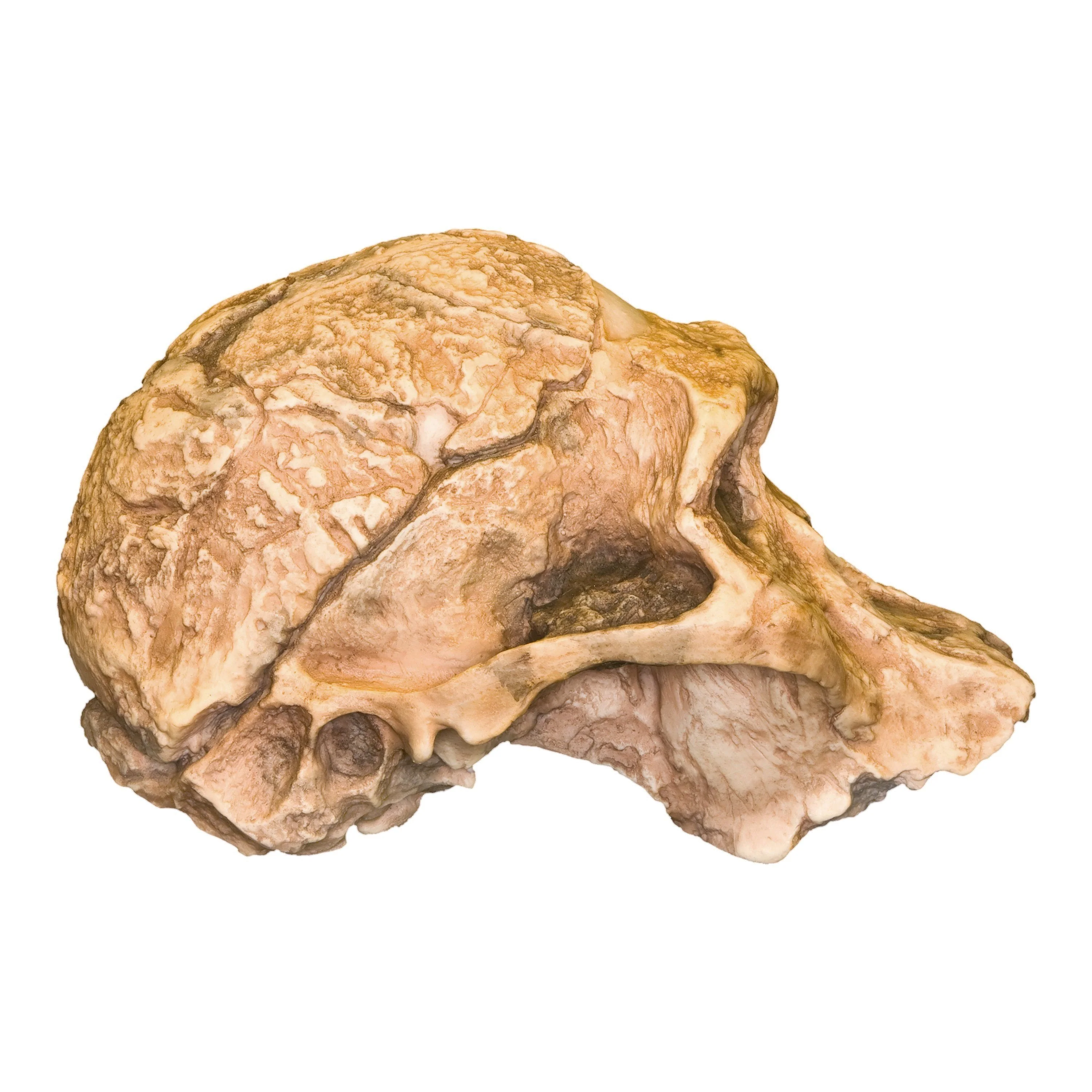 Replica Mrs. Ples STS 5 Skull - Image 3