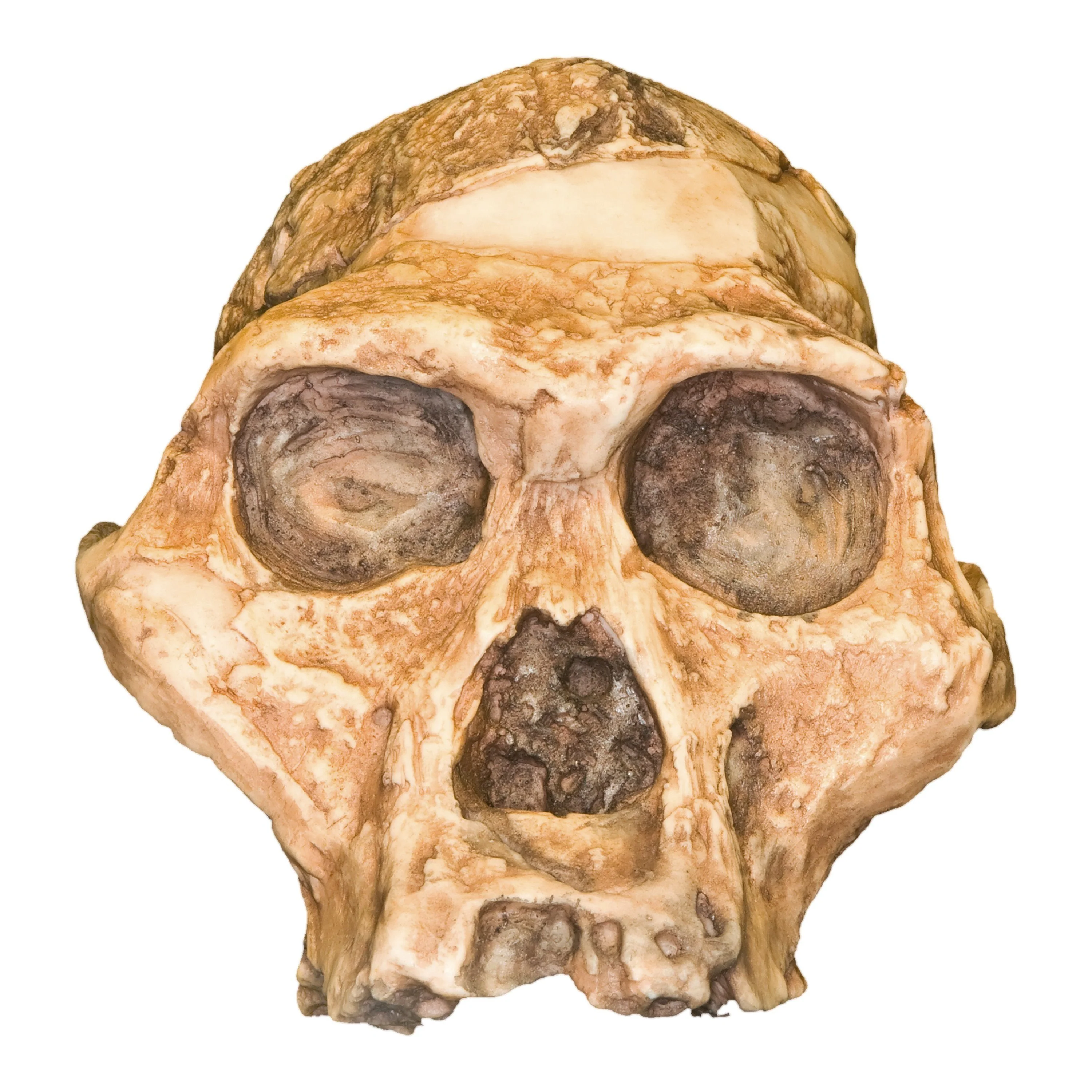 Replica Mrs. Ples STS 5 Skull - Image 4