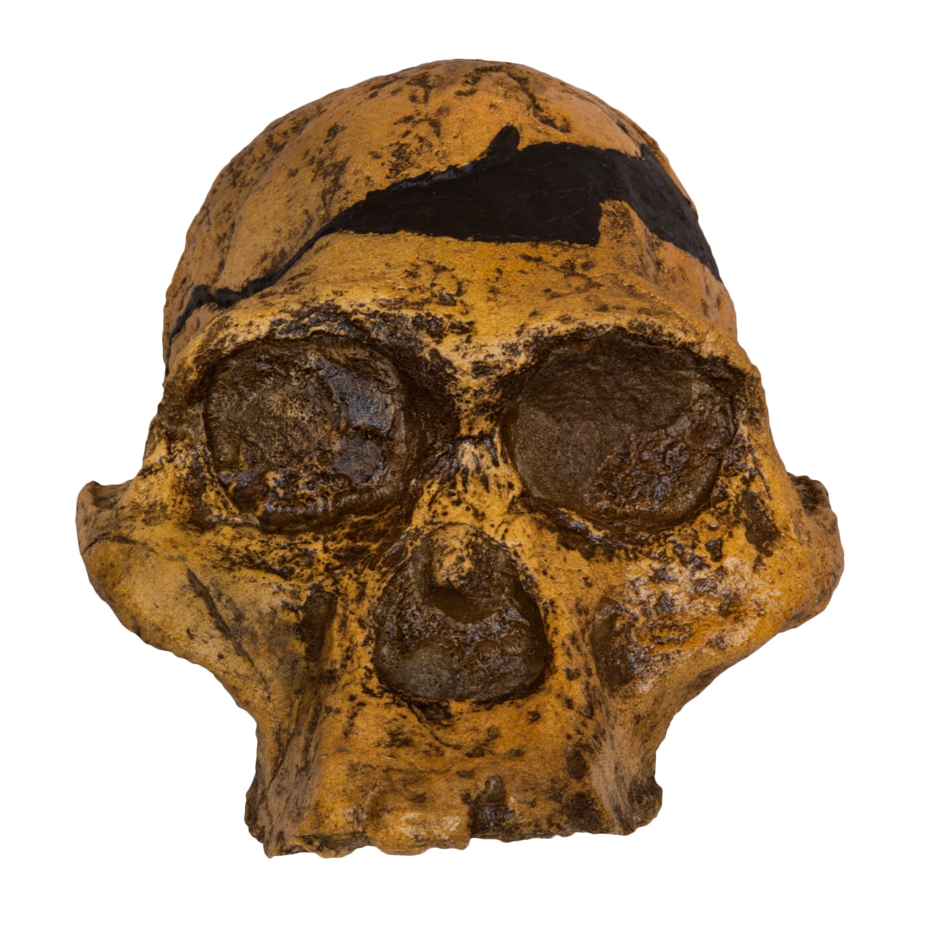 Replica Mrs. Ples STS 5 Skull - Image 3