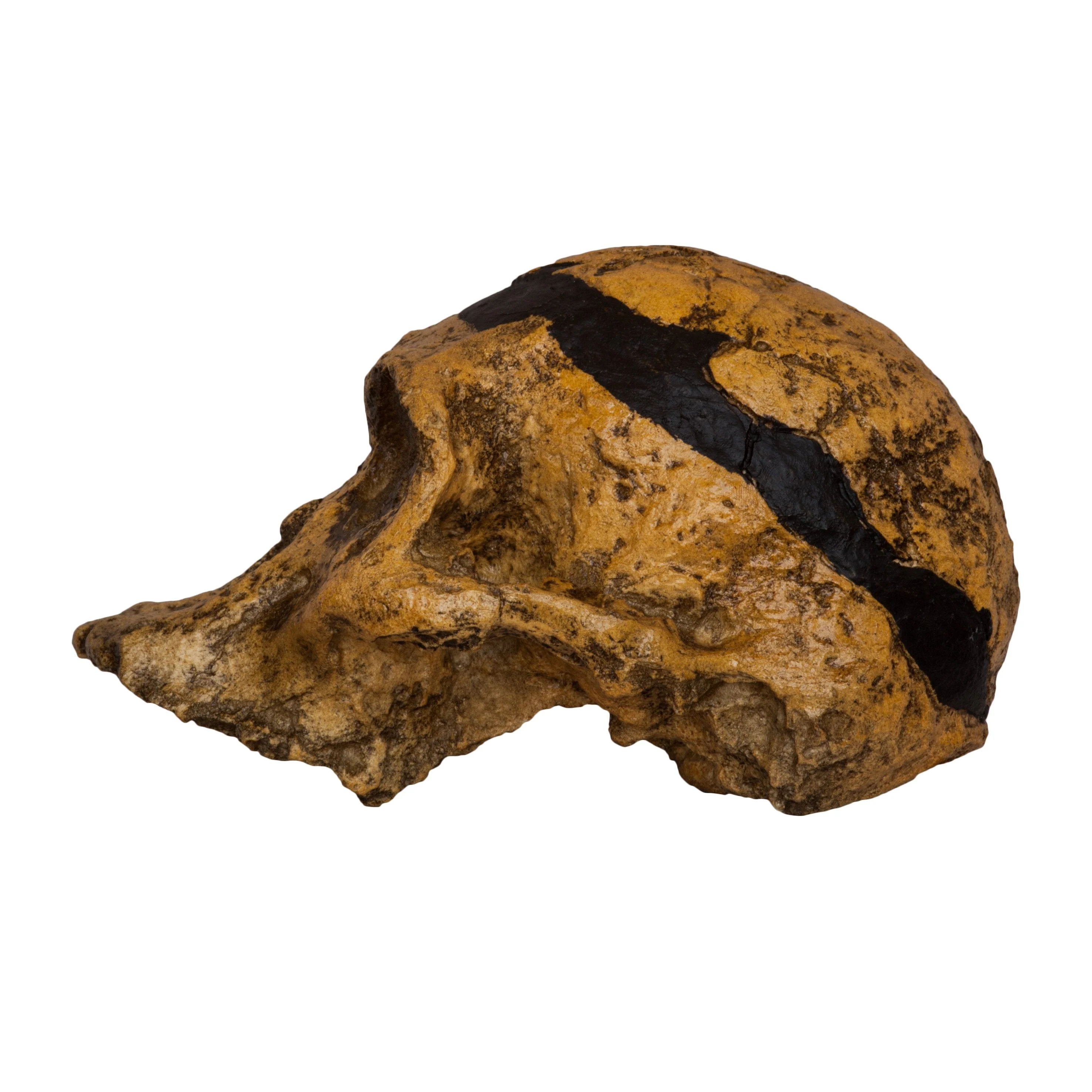 Replica Mrs. Ples STS 5 Skull - Image 4