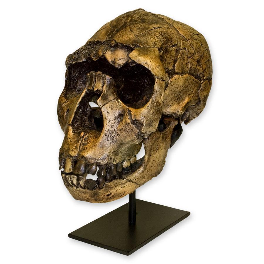 Replica Nariokotome Boy Skull - Image 5
