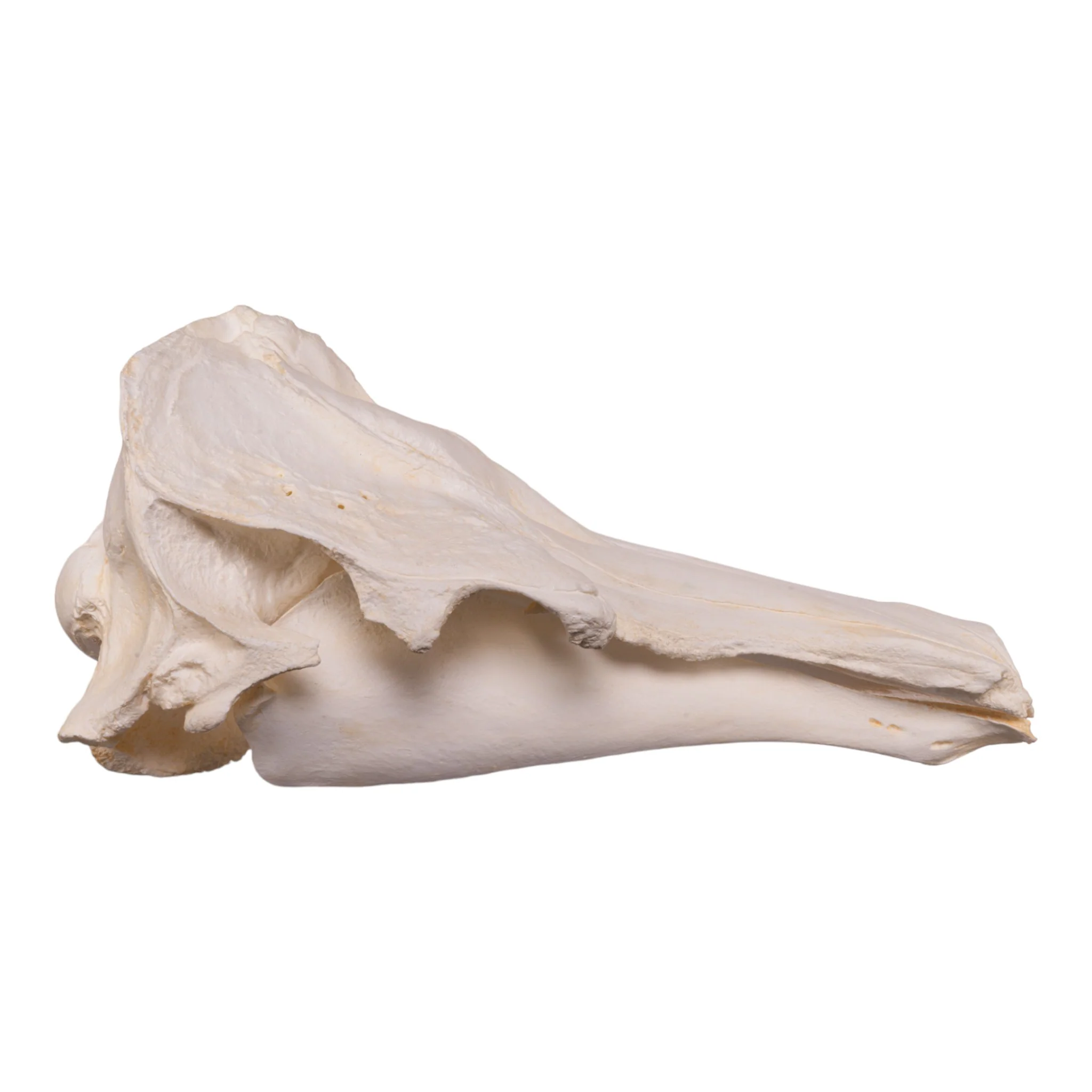 Replica Narwhal Skull - Image 2