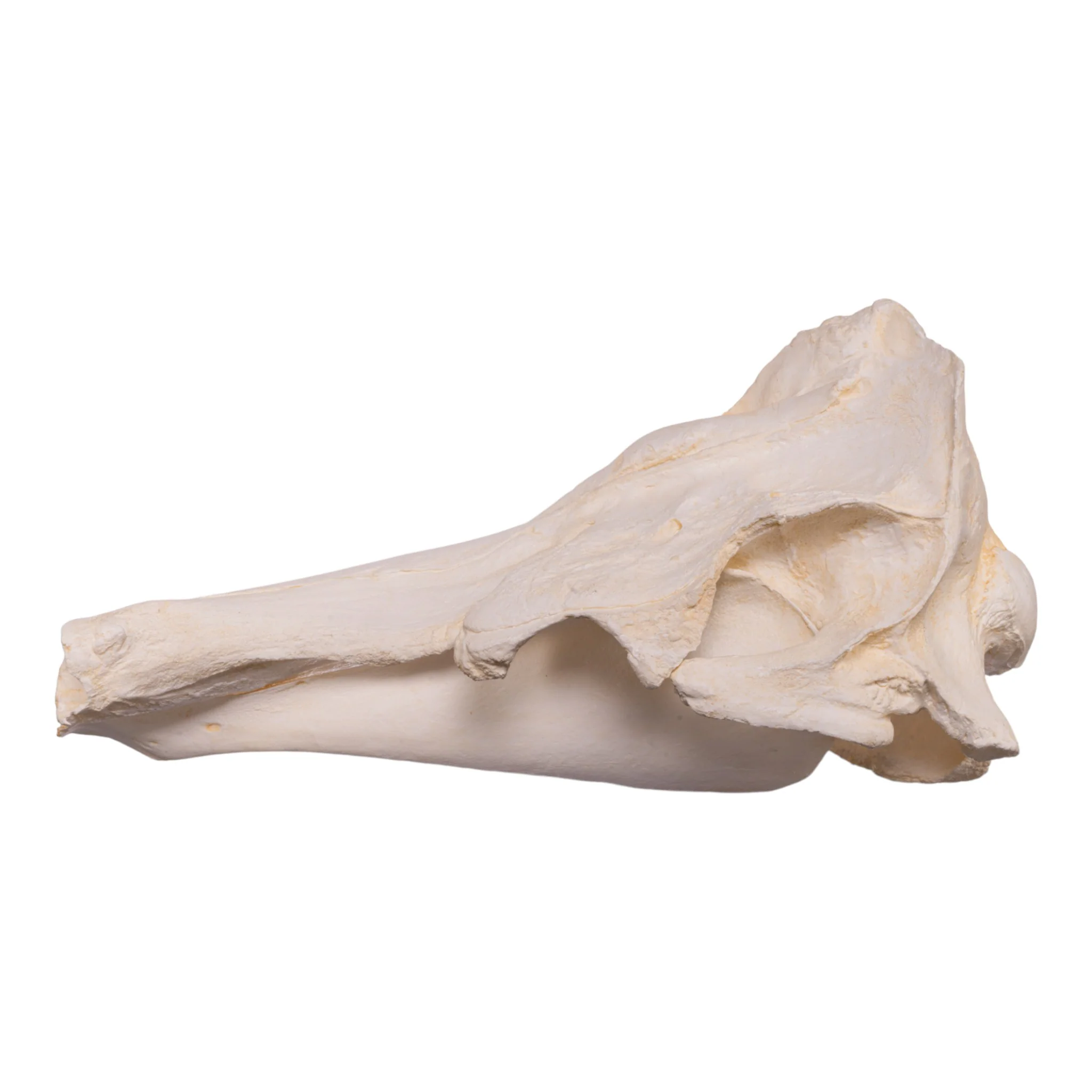 Replica Narwhal Skull - Image 4