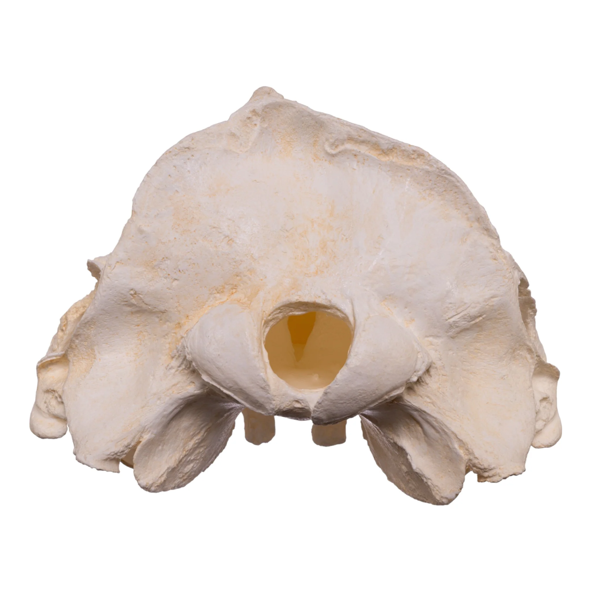 Replica Narwhal Skull - Image 5