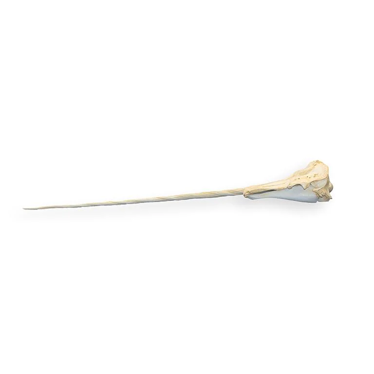 Replica Narwhal Skull - Image 7