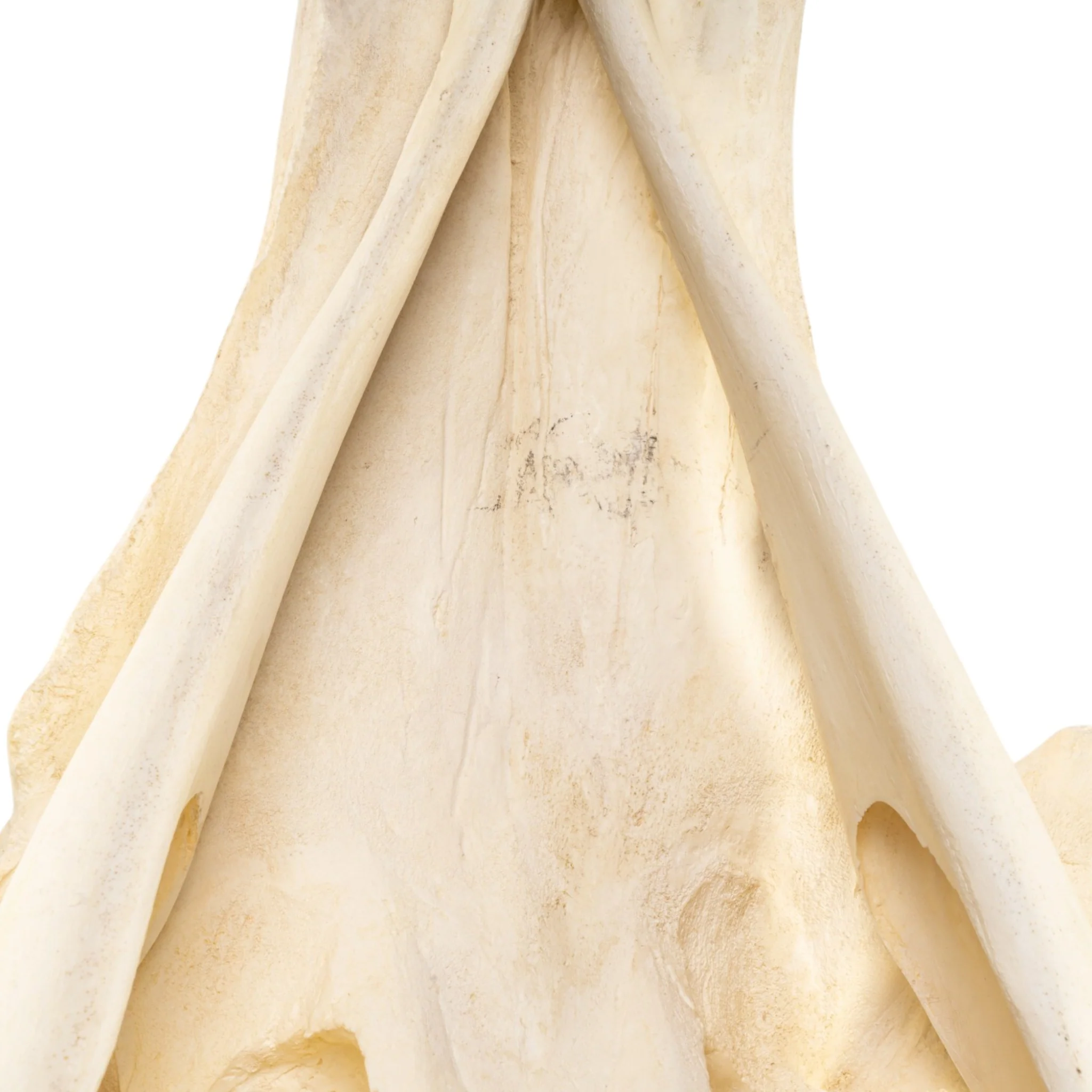 Replica Narwhal Skull (Tusk Included) with Stand - Image 12