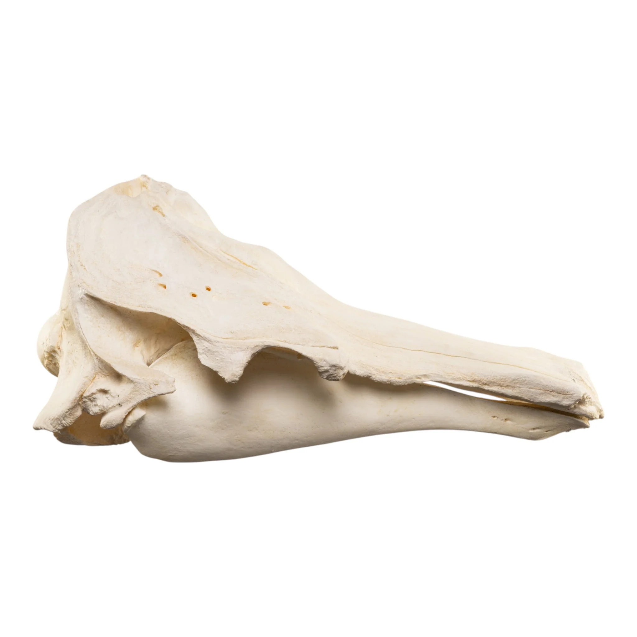 Replica Narwhal Skull (Tusk Included) with Stand - Image 3